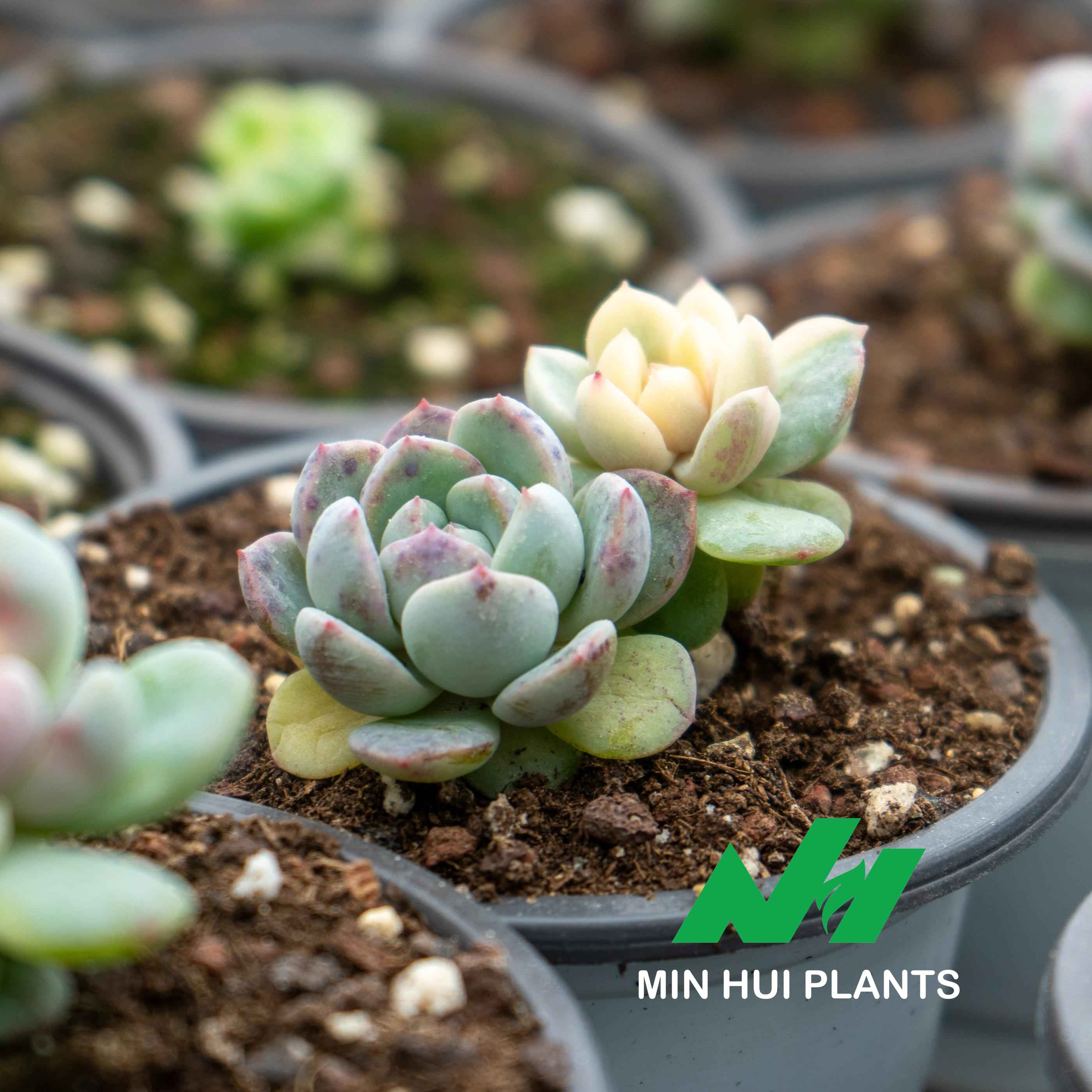 MinHui Plants-Moonkiss Twins