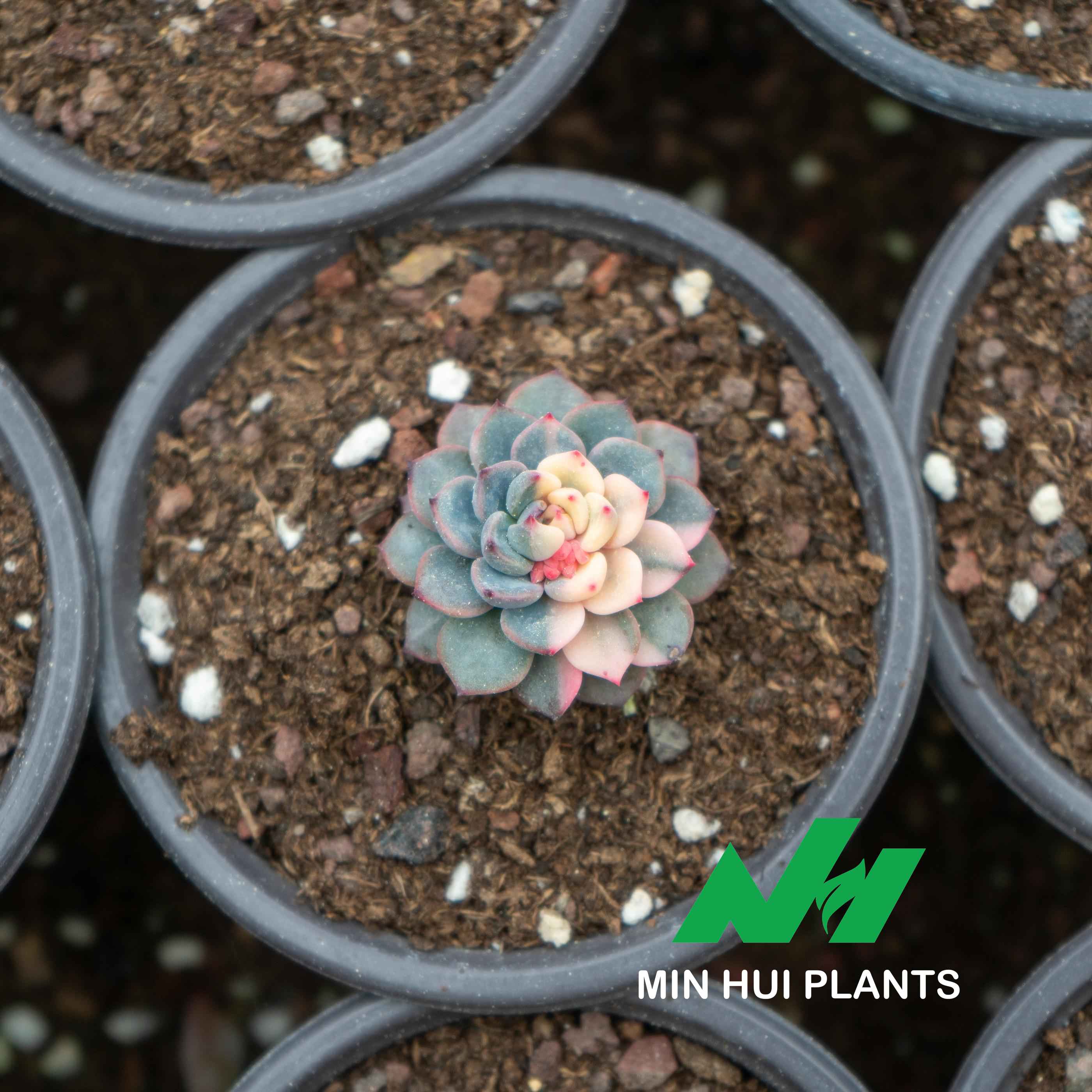 MinHui Plants-Twilight Macaron thumbnail 2
