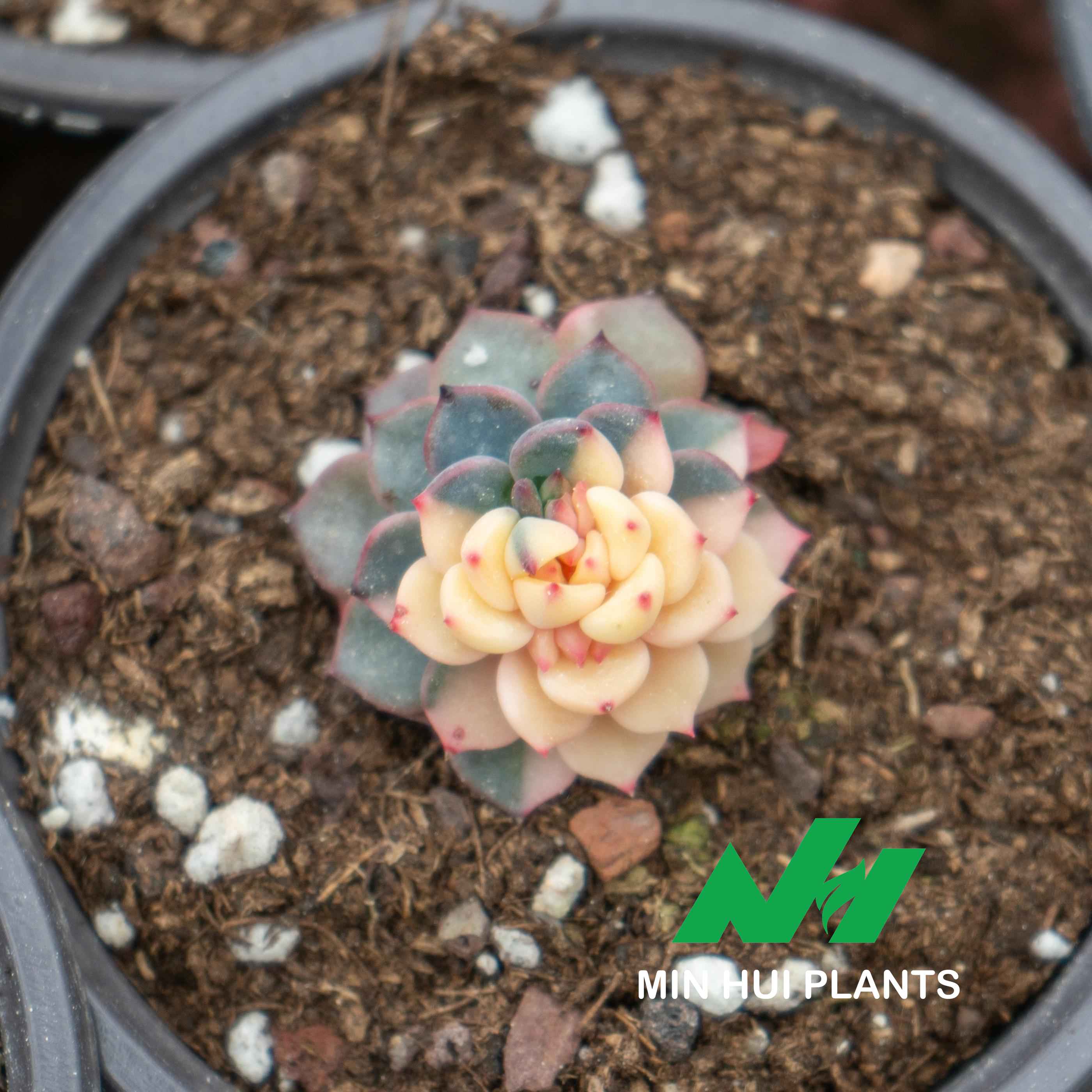 MinHui Plants-Twilight Macaron thumbnail 1