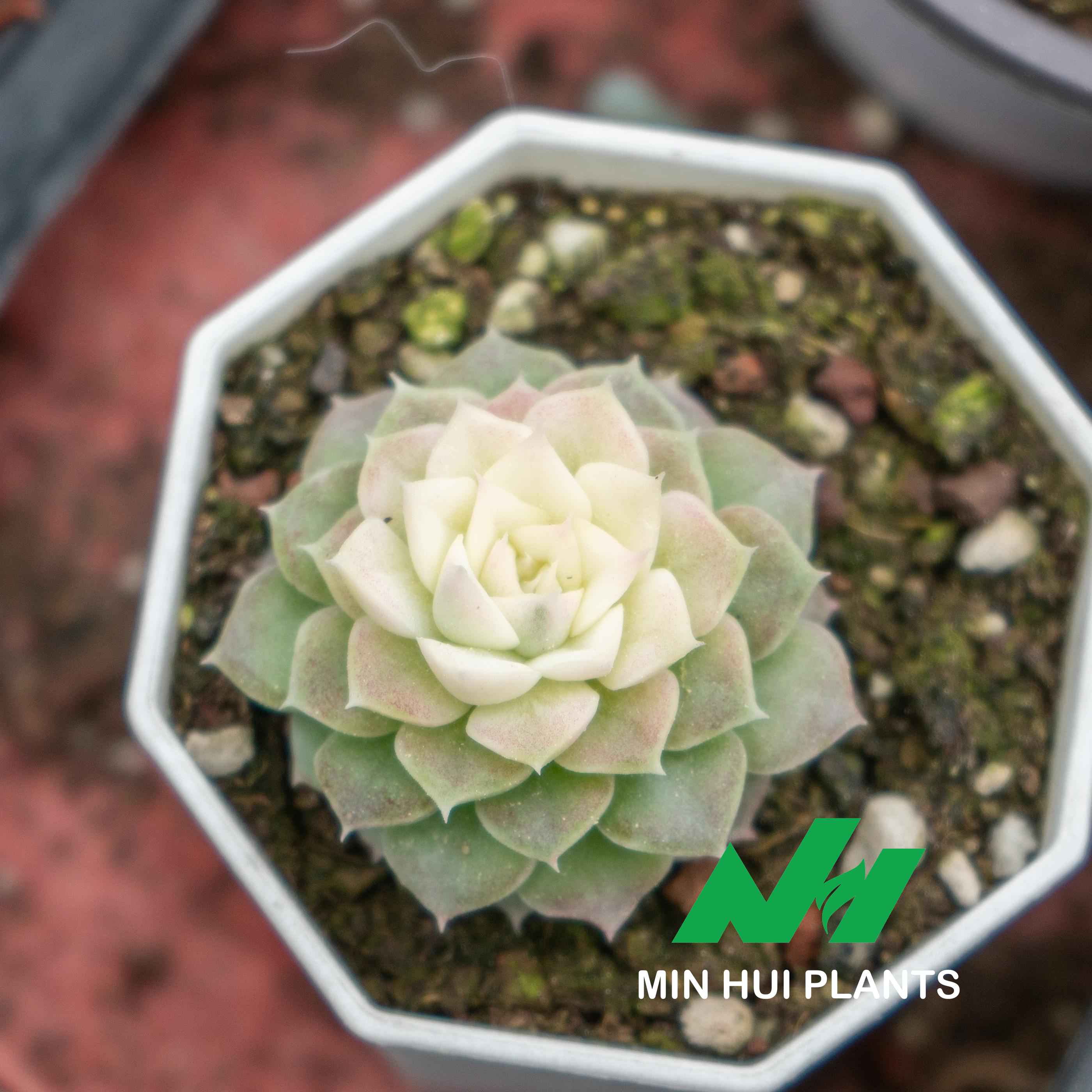 MinHui Plants-Vanilla Petal