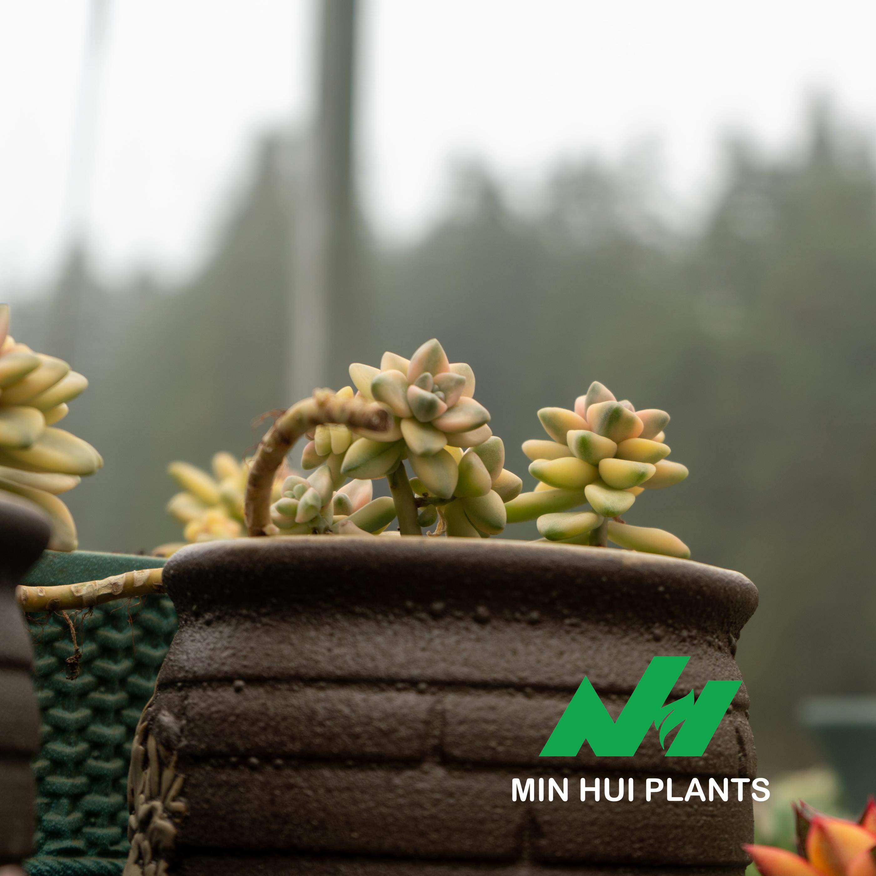 MinHui Plants-Golden Flow	