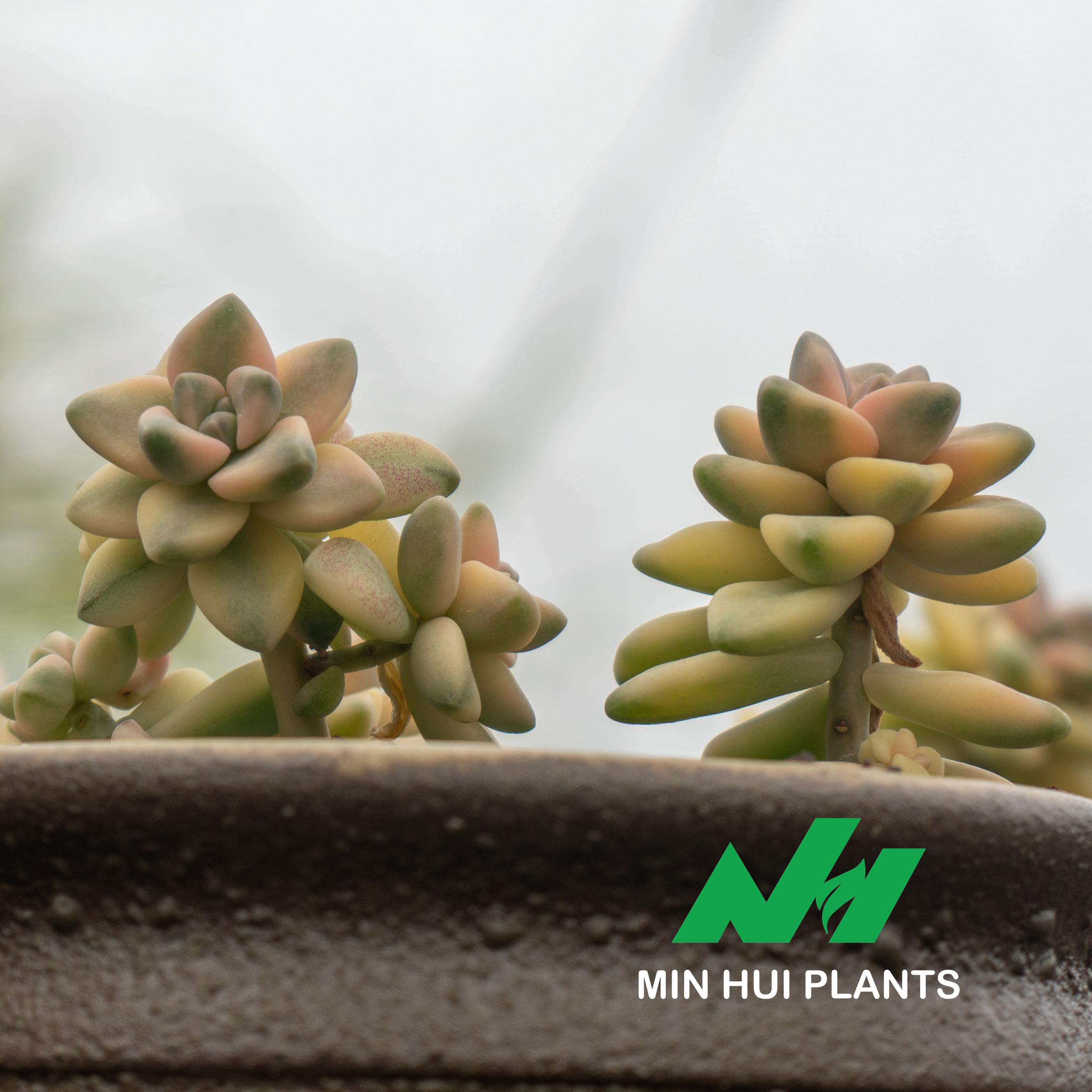 MinHui Plants-Golden Flow thumbnail 2