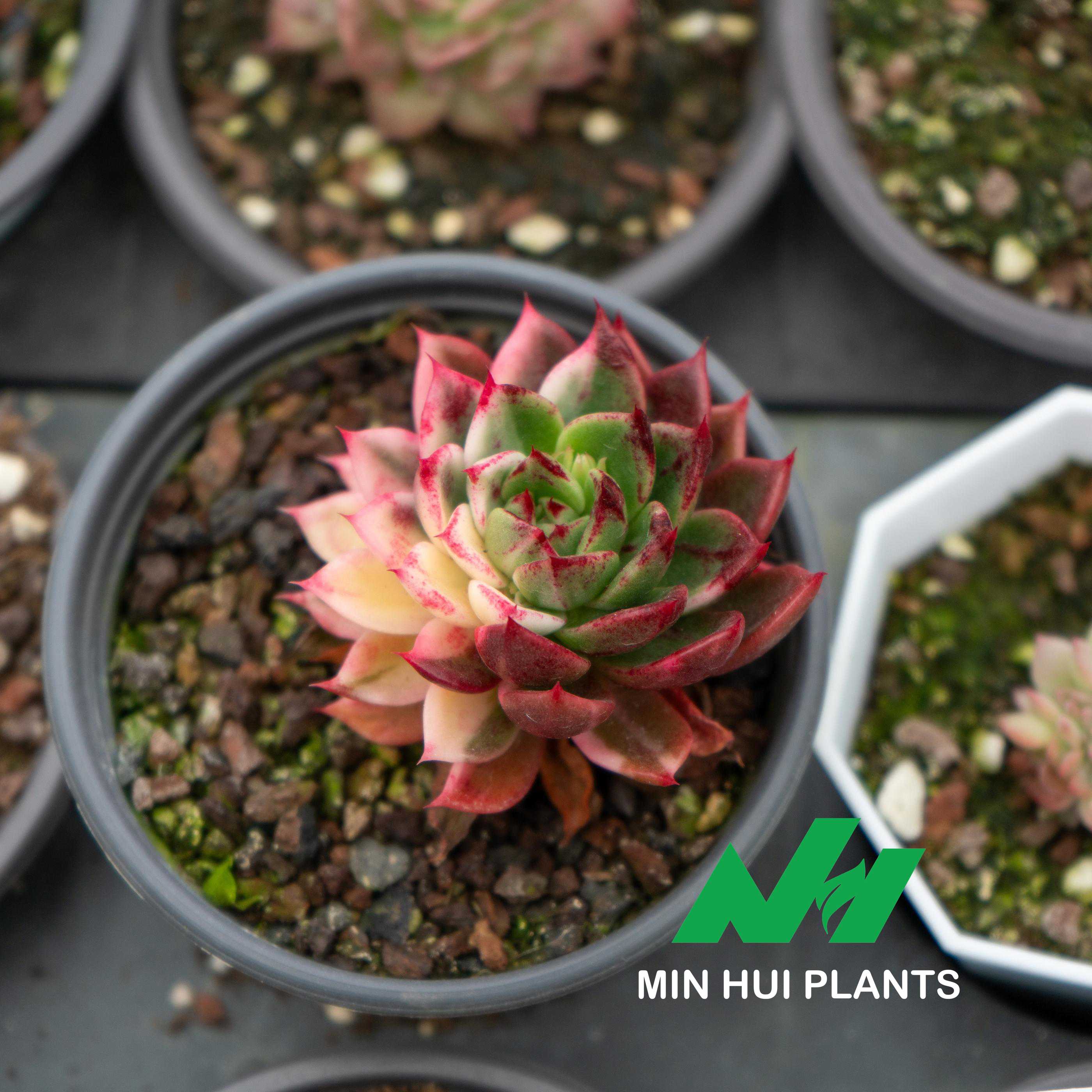 MinHui Plants-Flame Crown