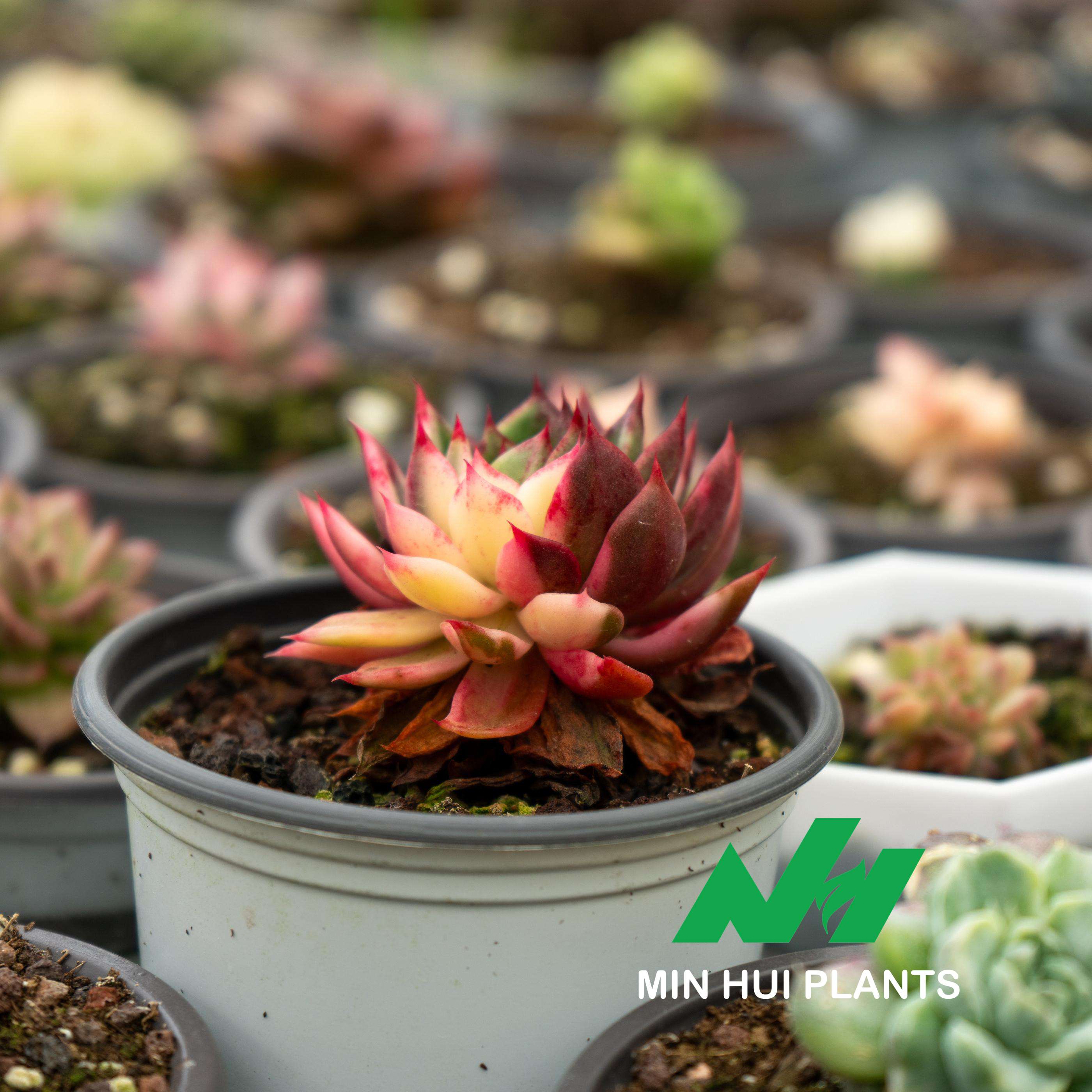 MinHui Plants-Flame Crown thumbnail 2