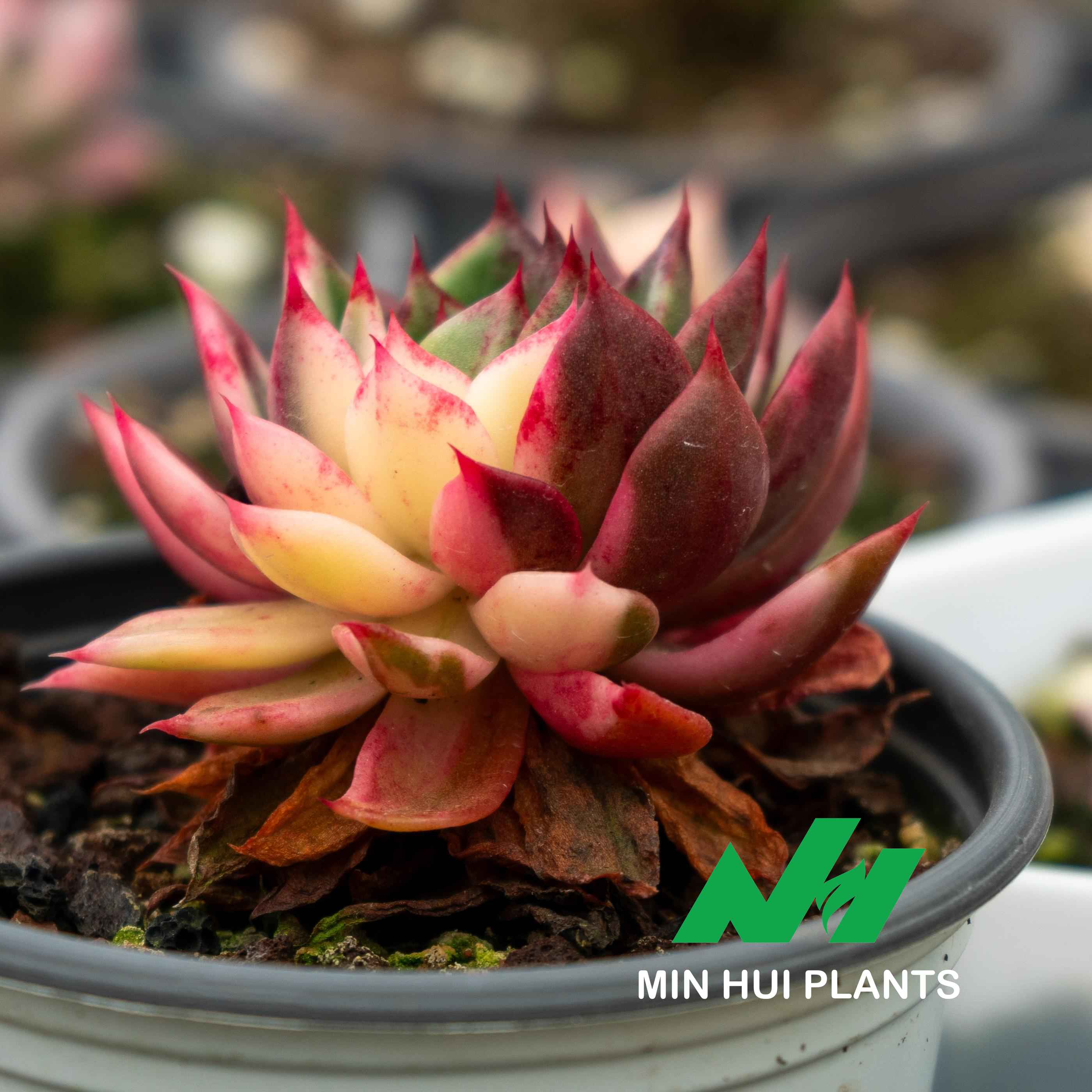 MinHui Plants-Flame Crown thumbnail 3