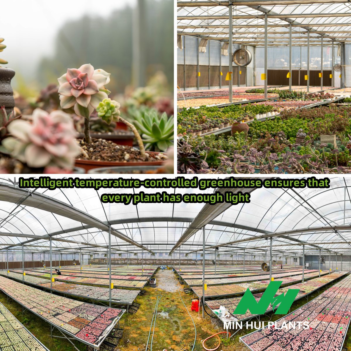 MinHui Plants-Candyburst product image
