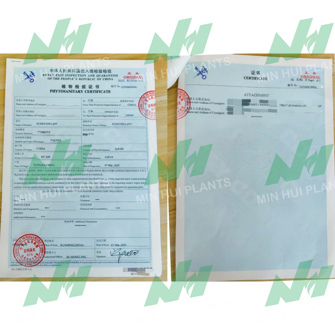 MinHui Plants-Candyburst product image