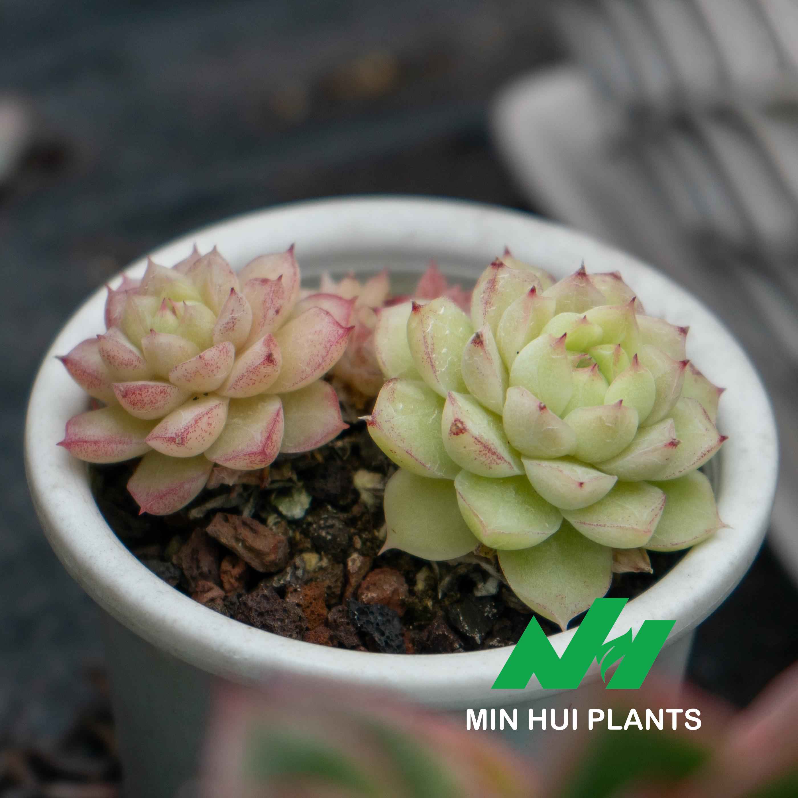 MinHui Plants-Bubble Buds