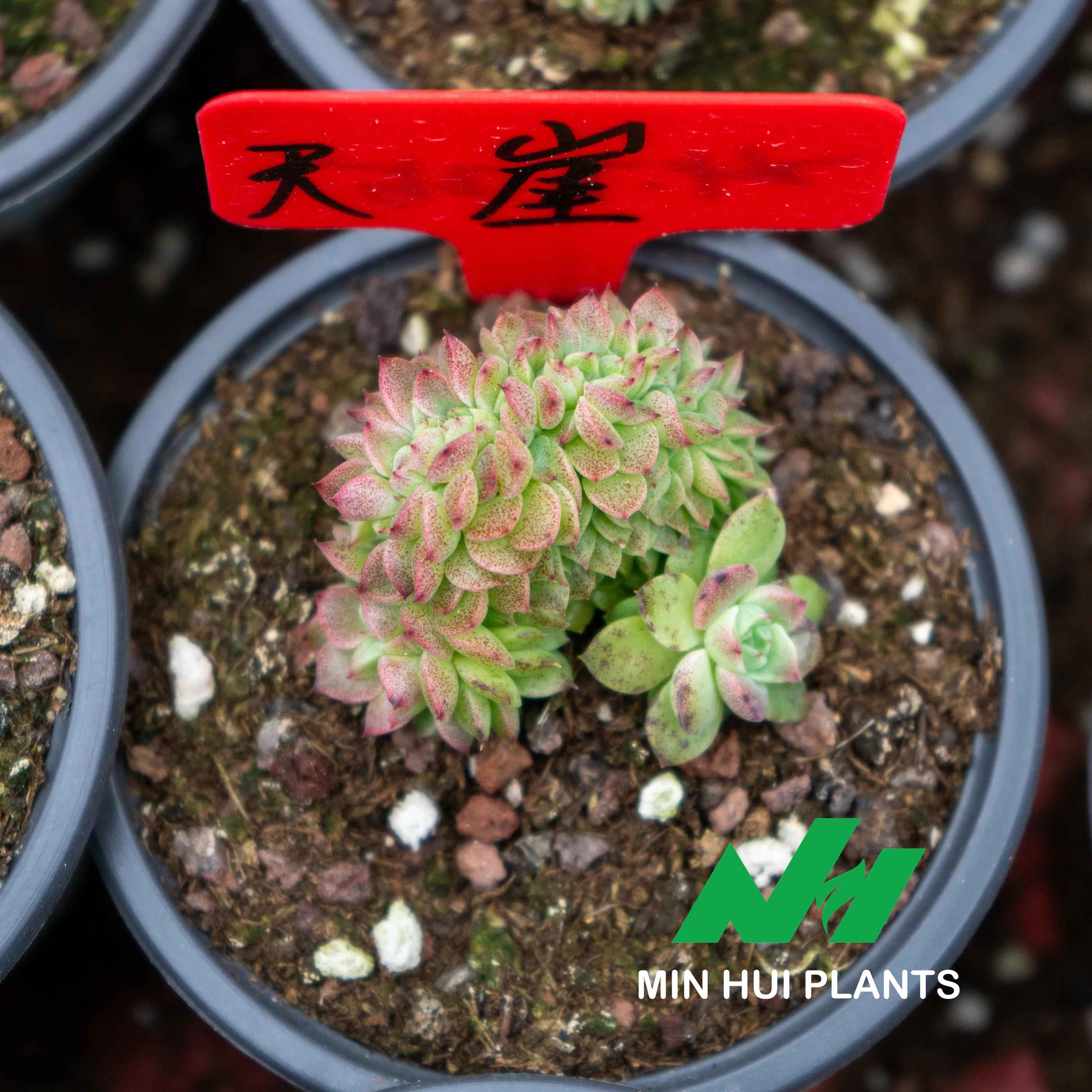 MinHui Plants-Dragon Berry Helm thumbnail 2