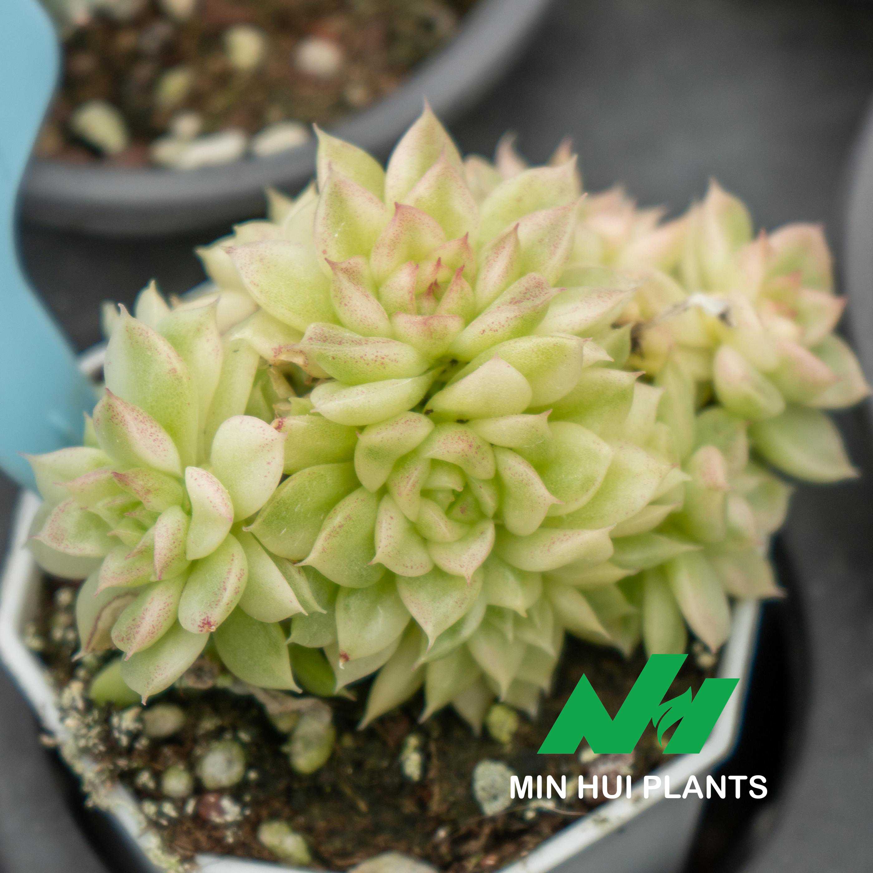 MinHui Plants-Lime Whisperer