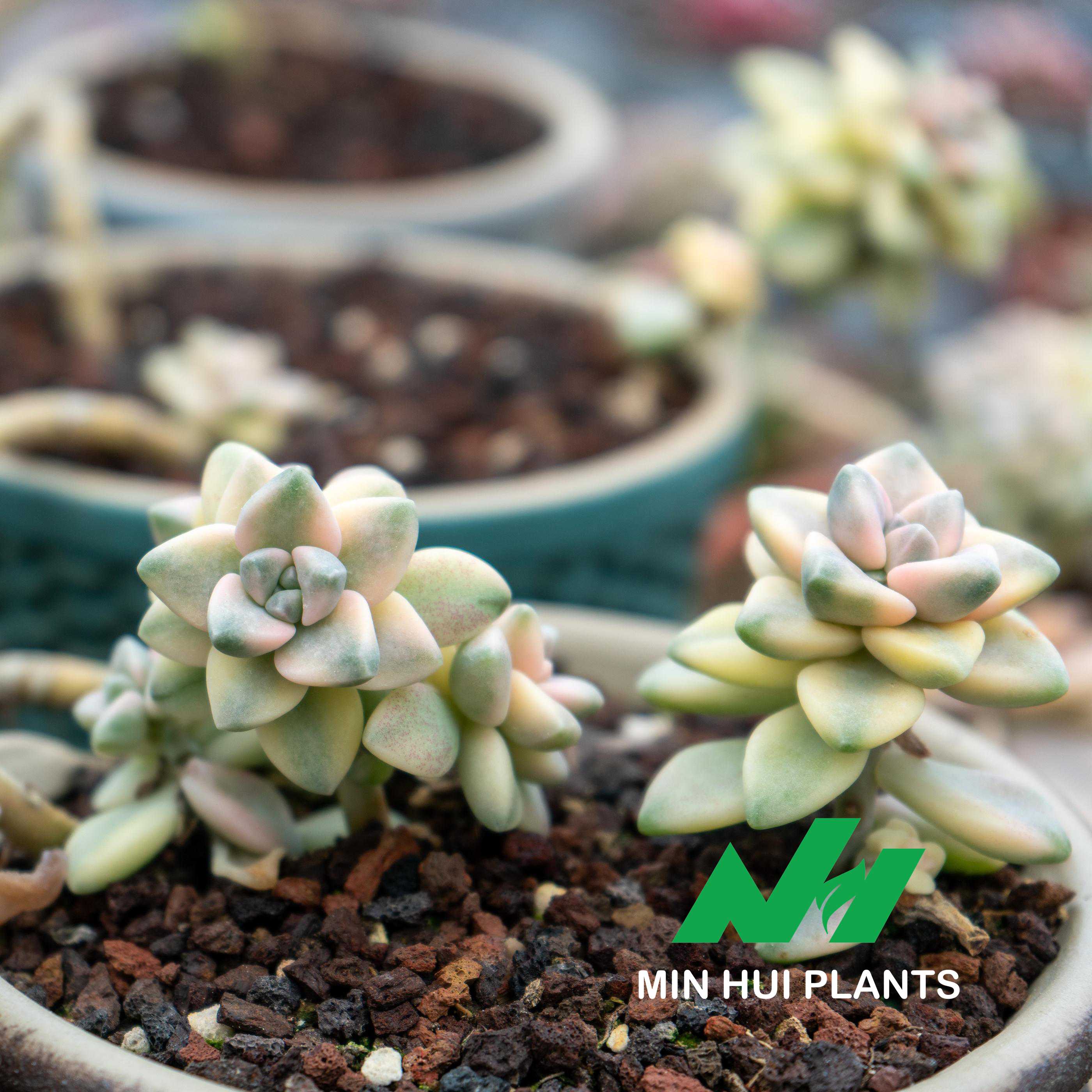 MinHui Plants-Mint Bloomkin thumbnail 2
