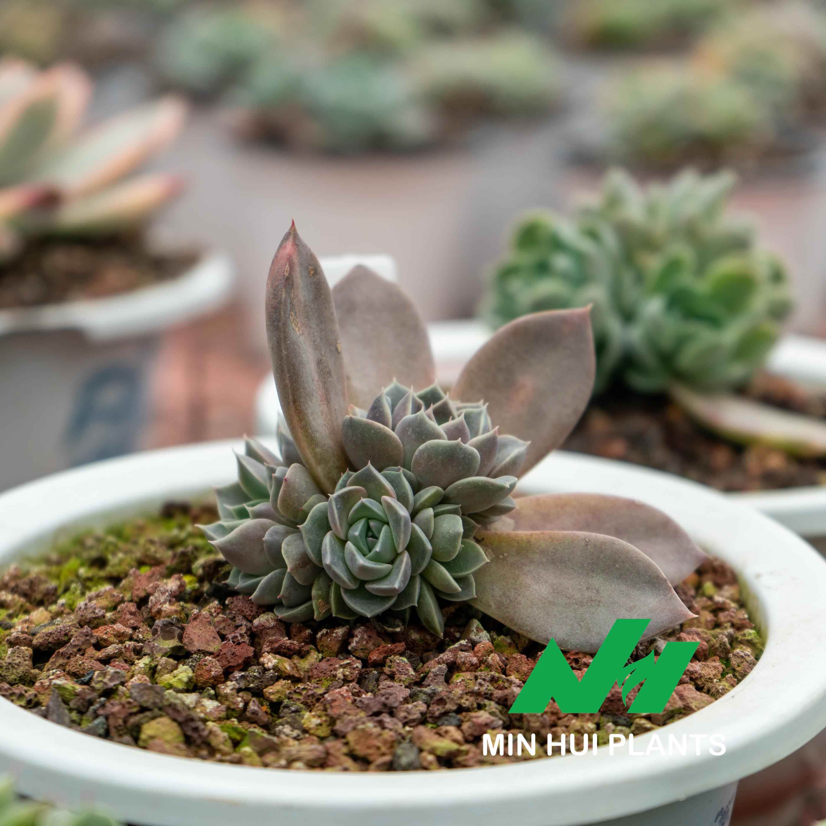 MinHui Plants-Moonscale Brood