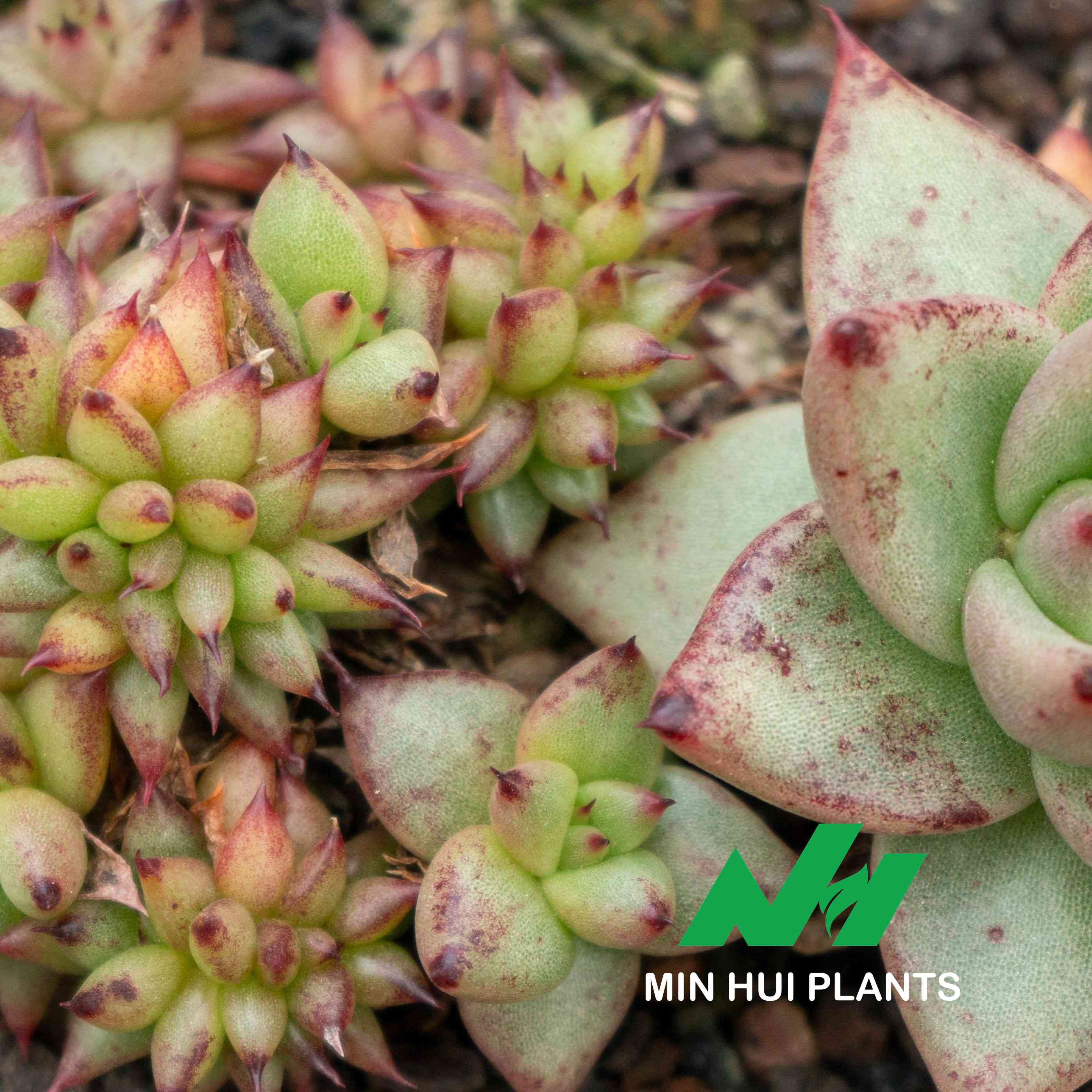 MinHui Plants-Thorn Pixies