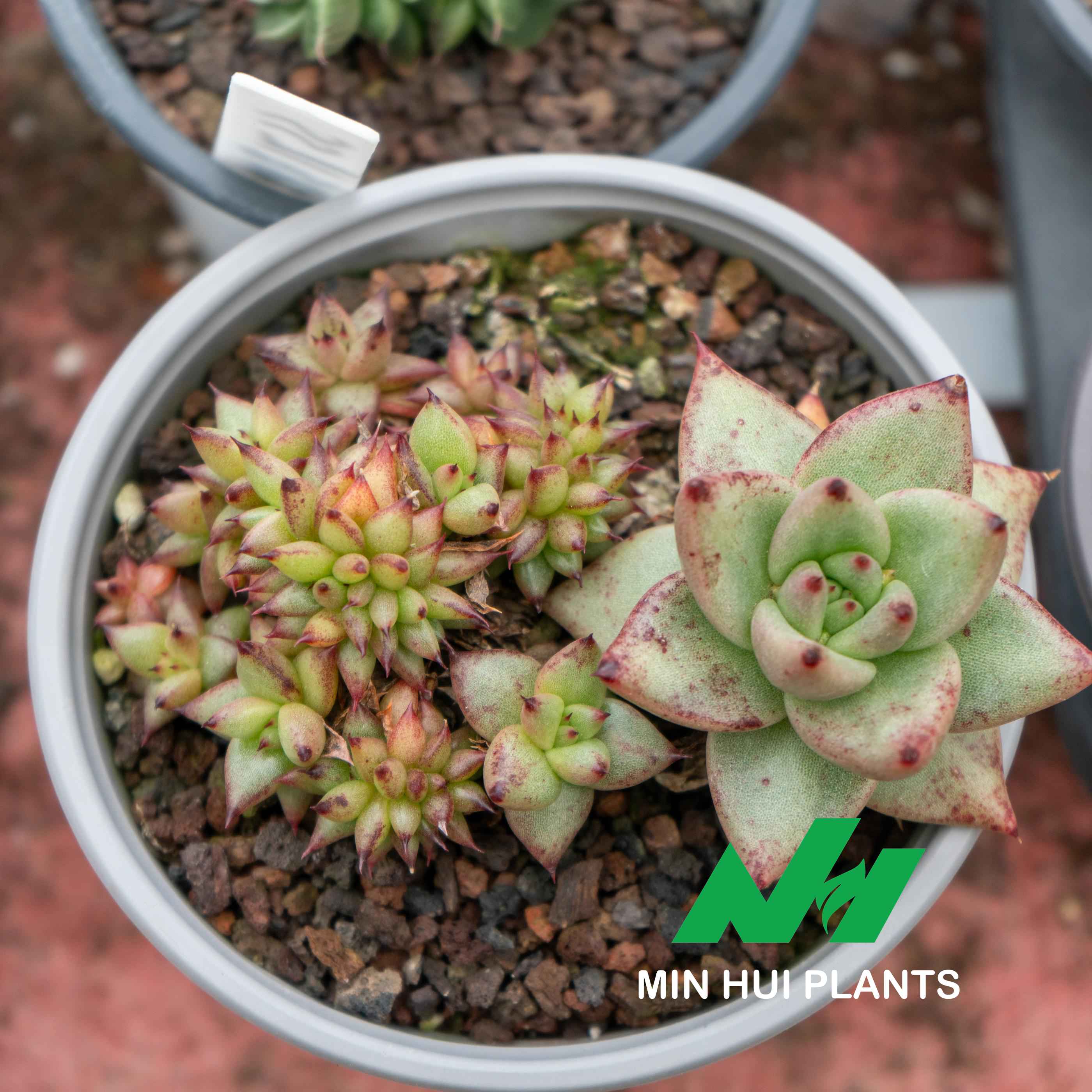 MinHui Plants-Thorn Pixies thumbnail 2