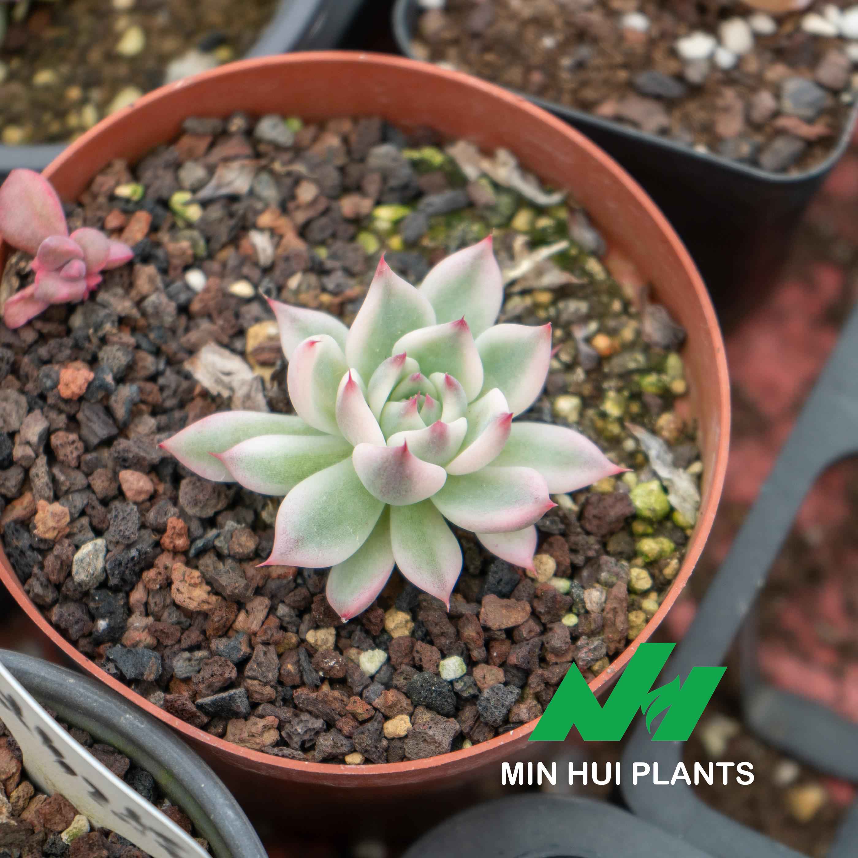 MinHui Plants-Blush Dagger thumbnail 2