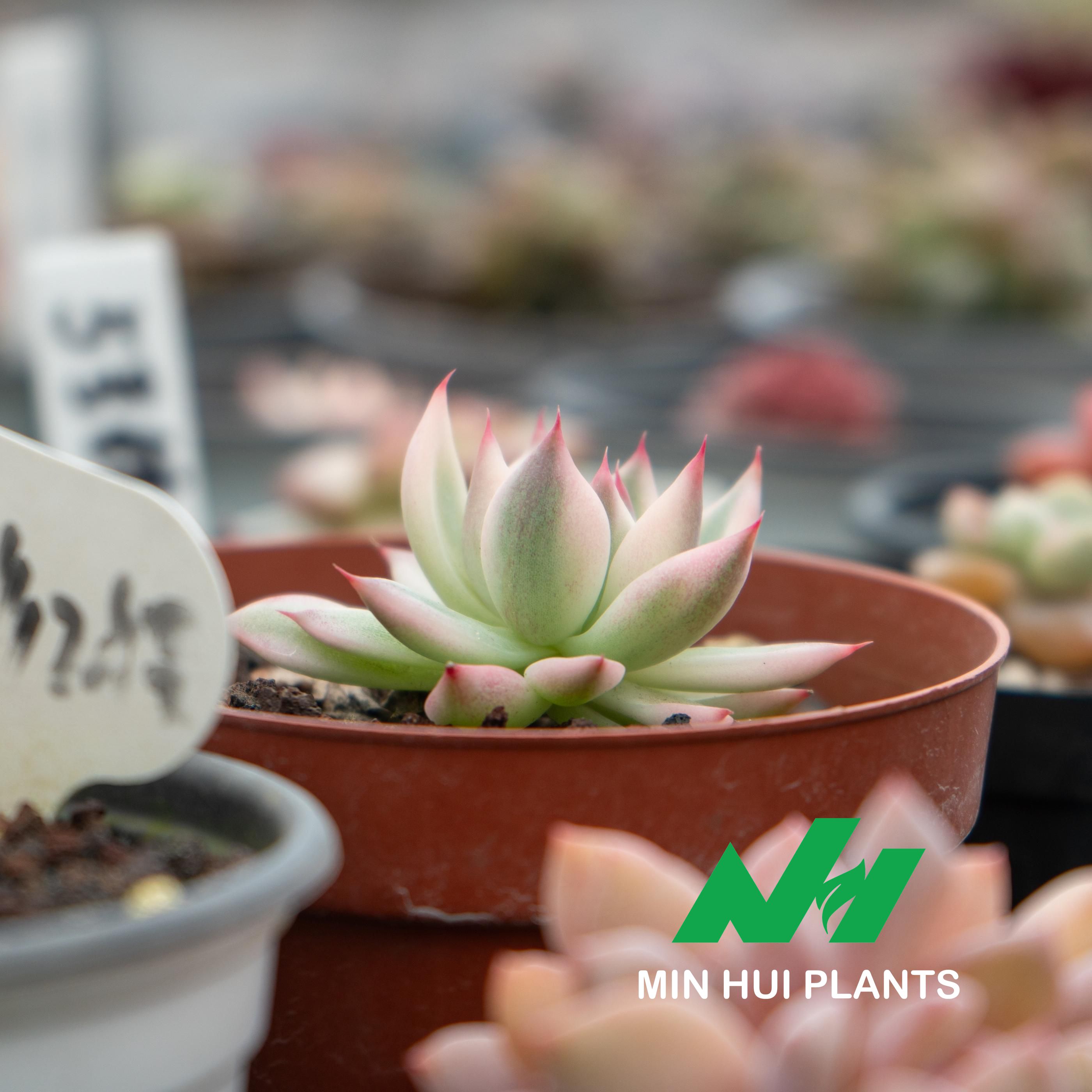 MinHui Plants-Blush Dagger thumbnail 1