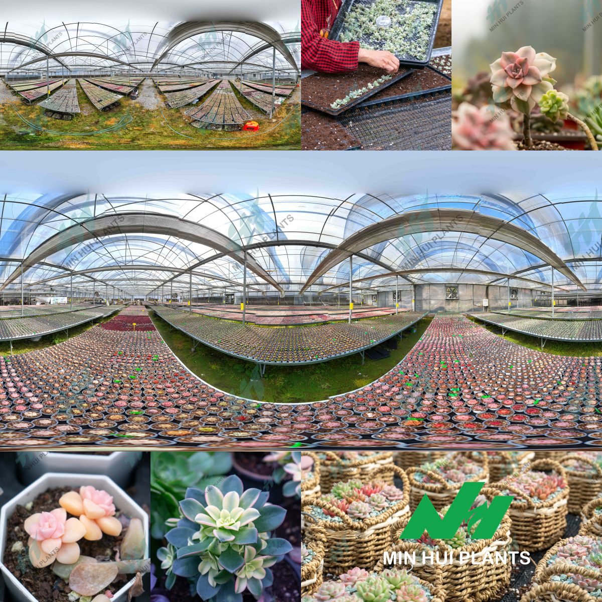 MinHui Plants-Mint Bloomkin product image