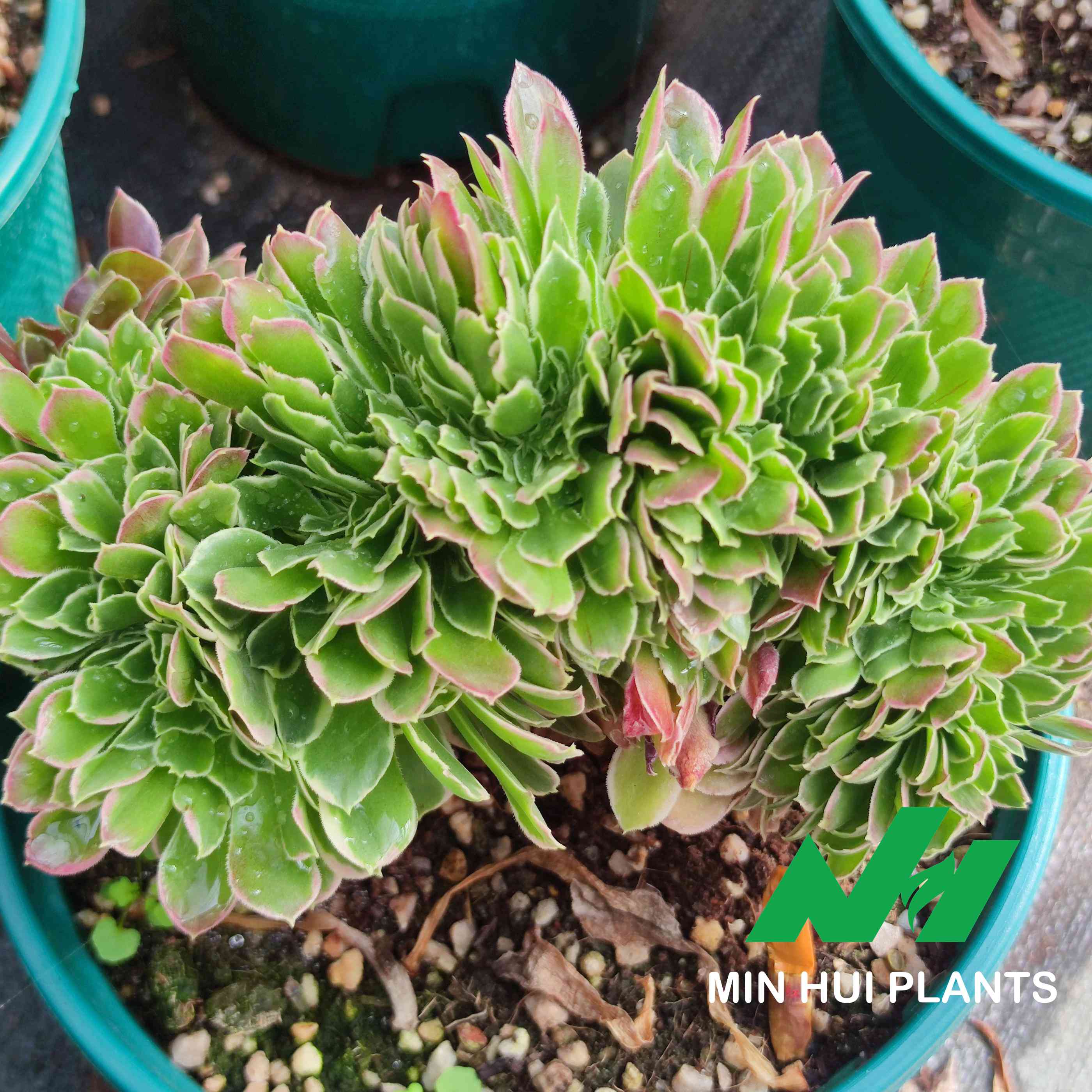 MinHui Plants–ForestPixie thumbnail 2