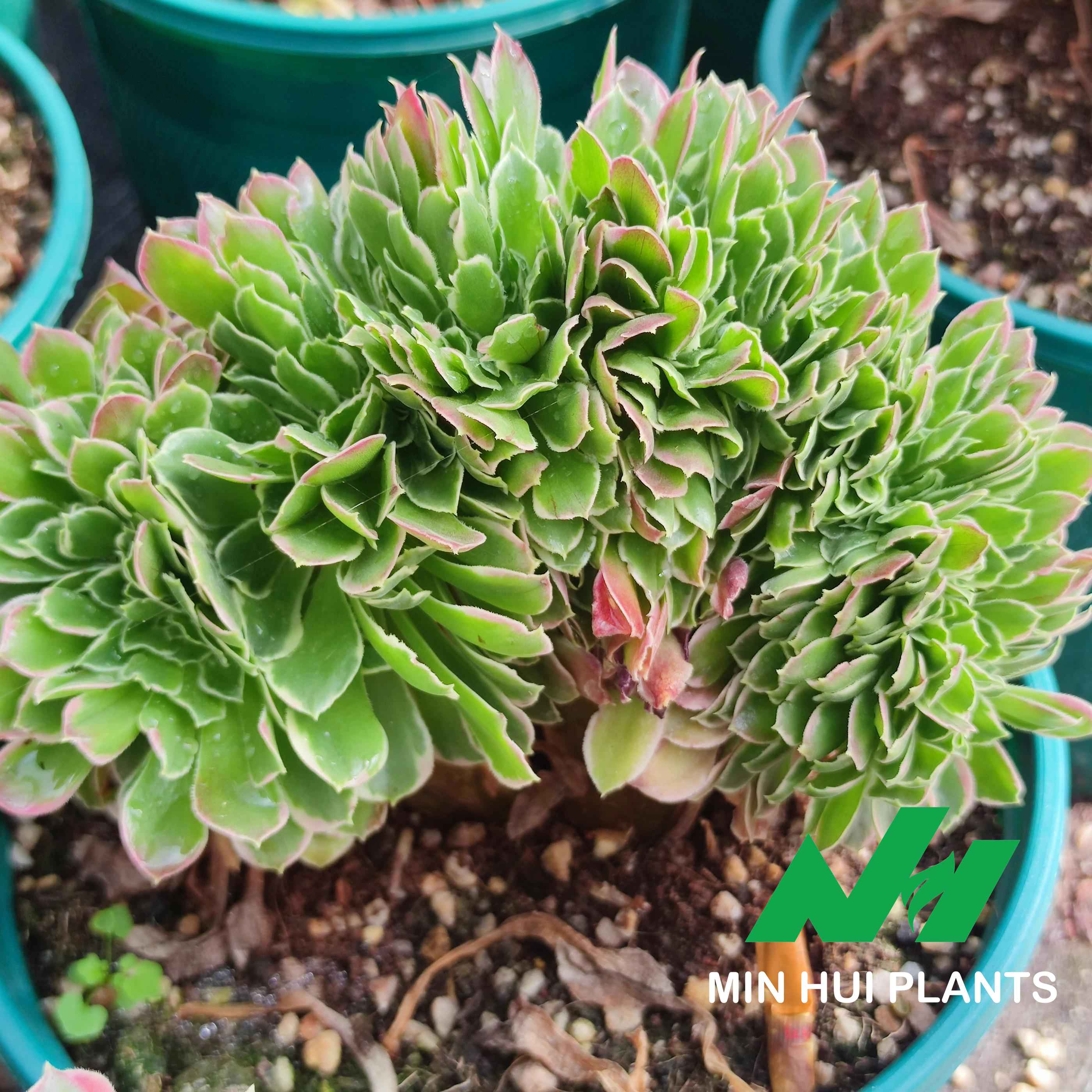 MinHui Plants–ForestPixie thumbnail 3