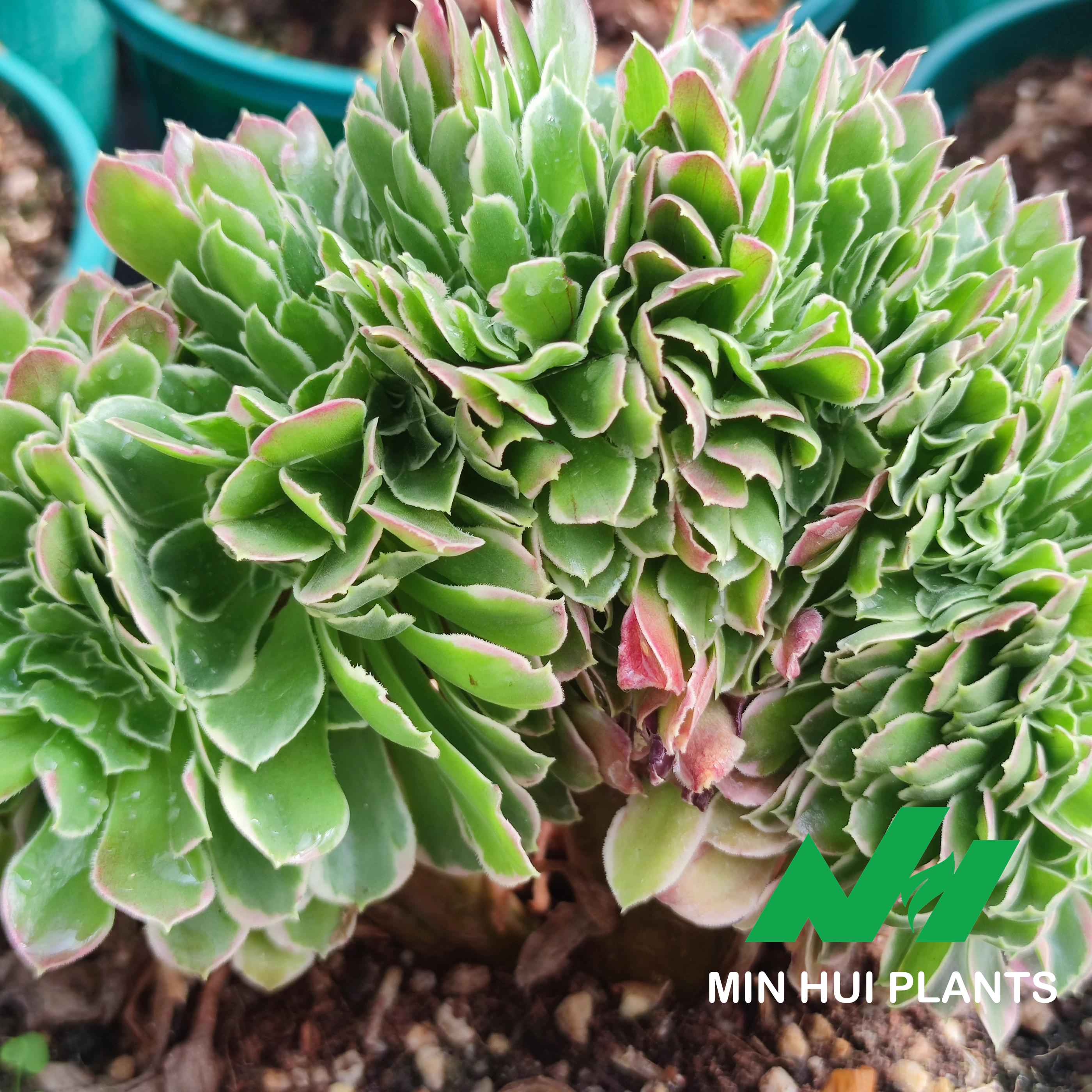 MinHui Plants–ForestPixie thumbnail 1