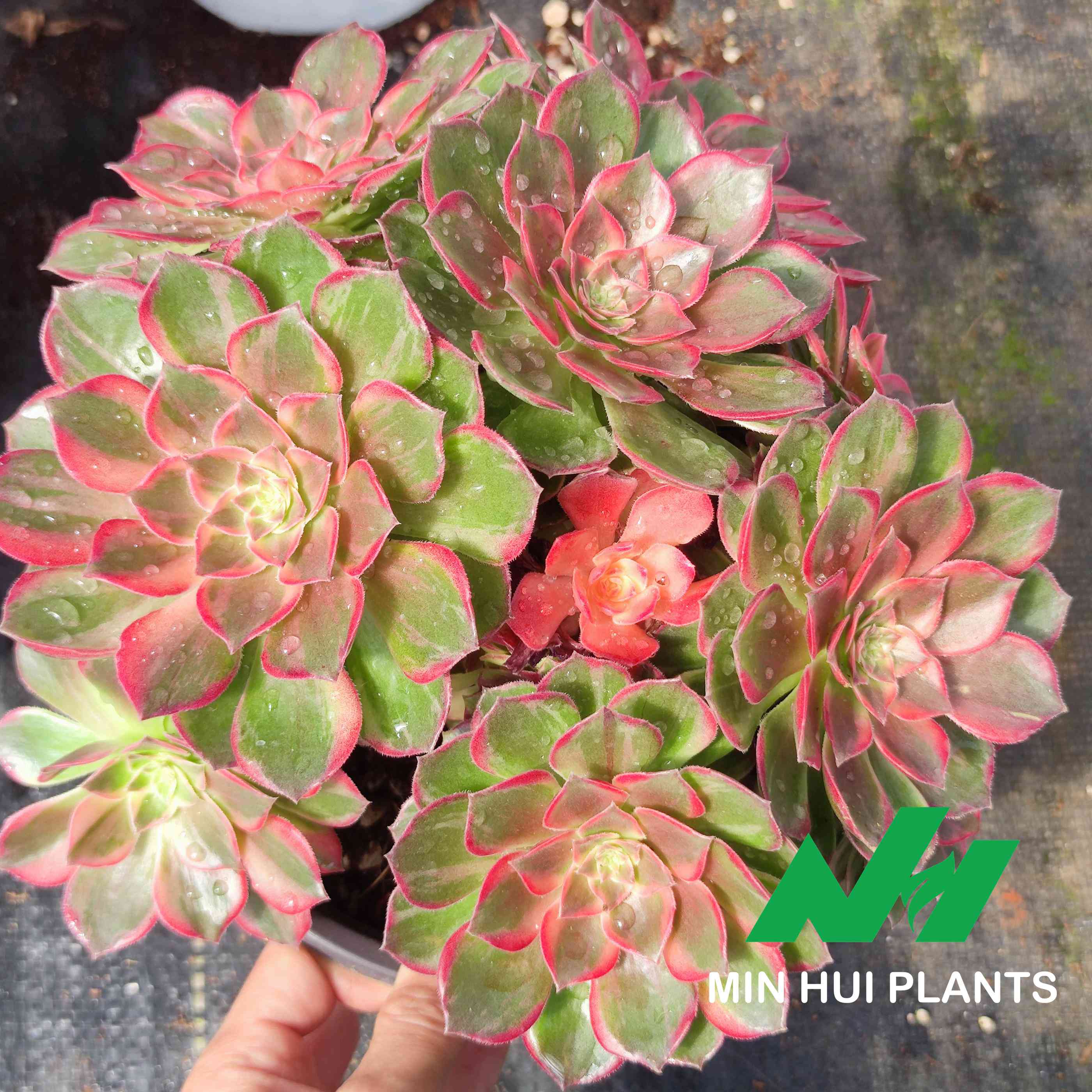 MinHui Plants–RosyBloom thumbnail 2