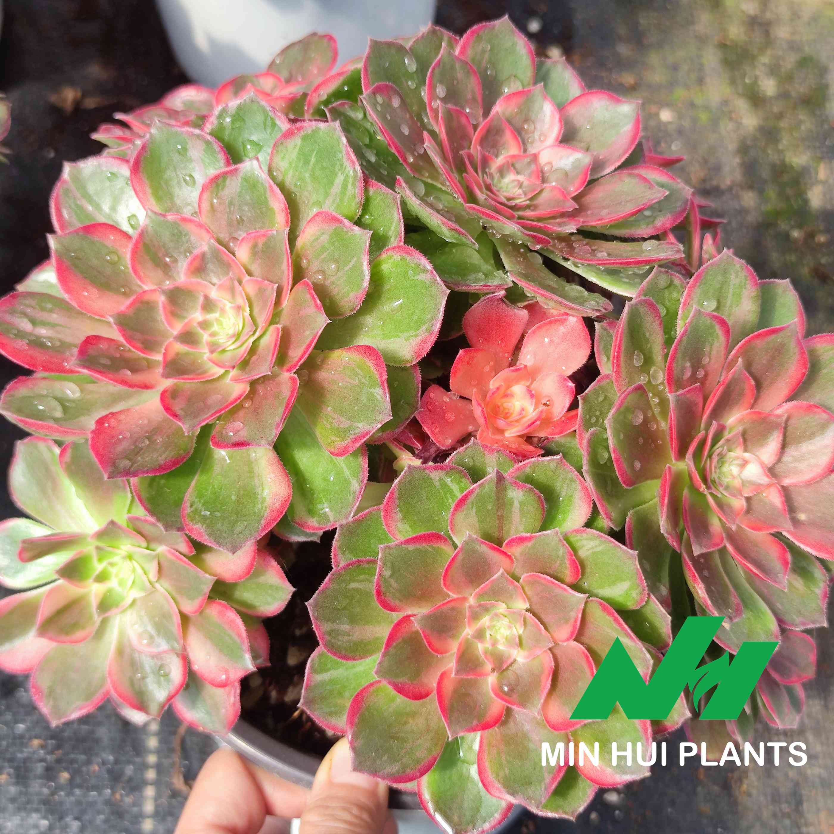 MinHui Plants–RosyBloom