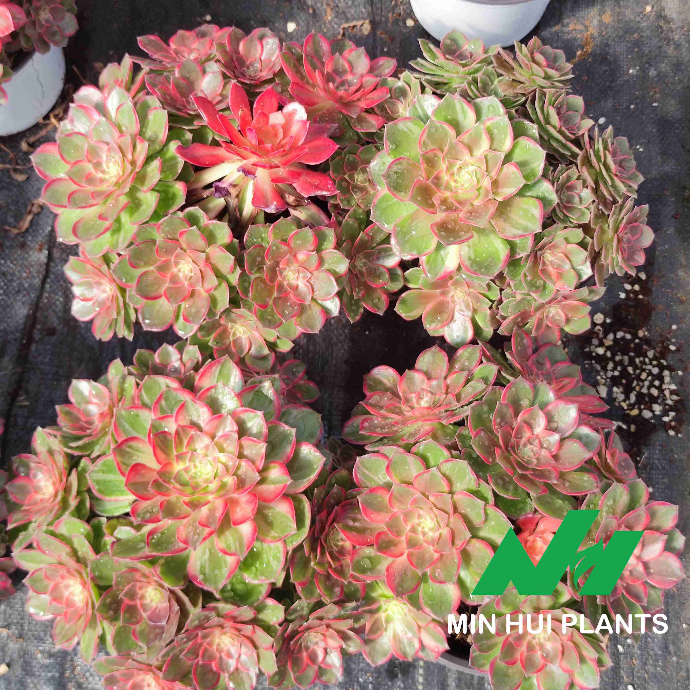 MinHui Plants–RosyBloom thumbnail 3