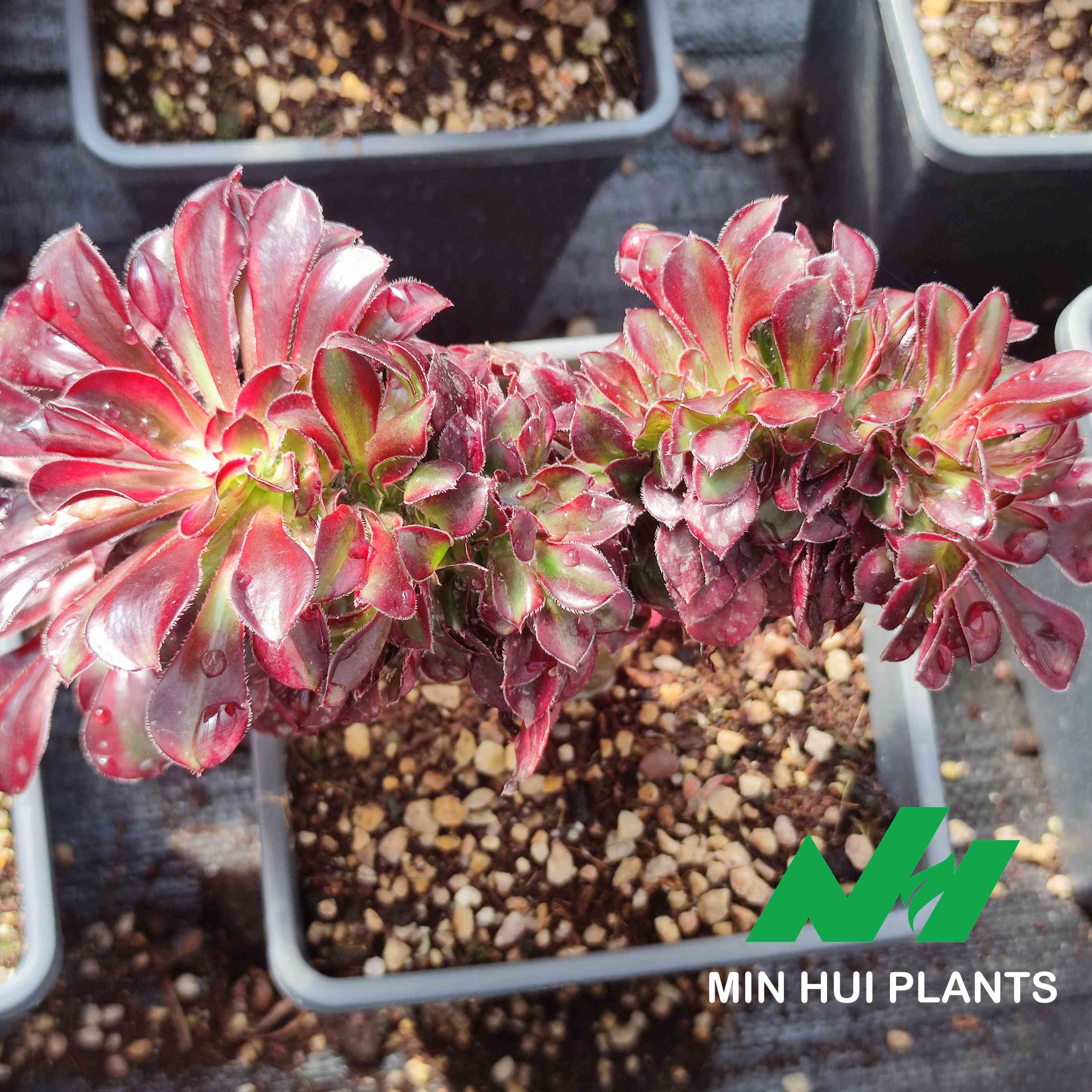 MinHui Plants–DragonTwist thumbnail 3
