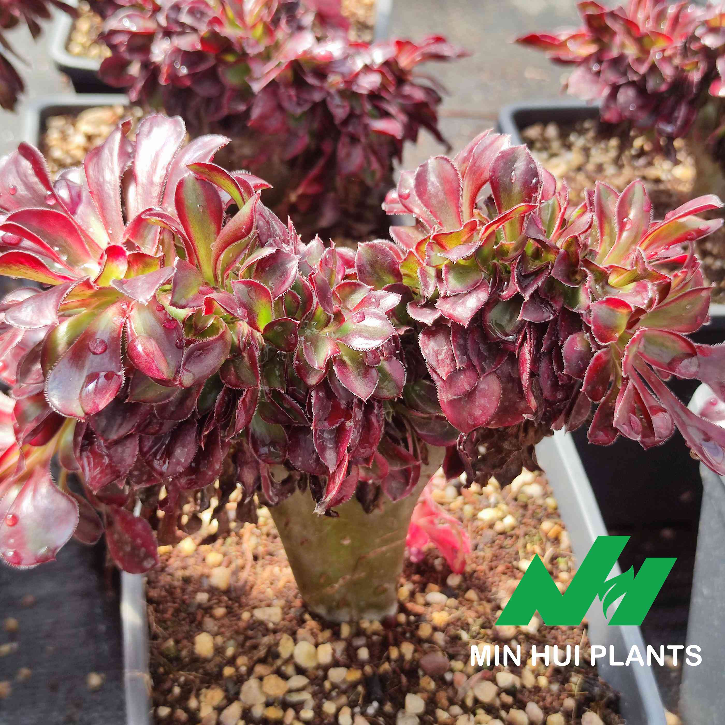 MinHui Plants–DragonTwist thumbnail 2