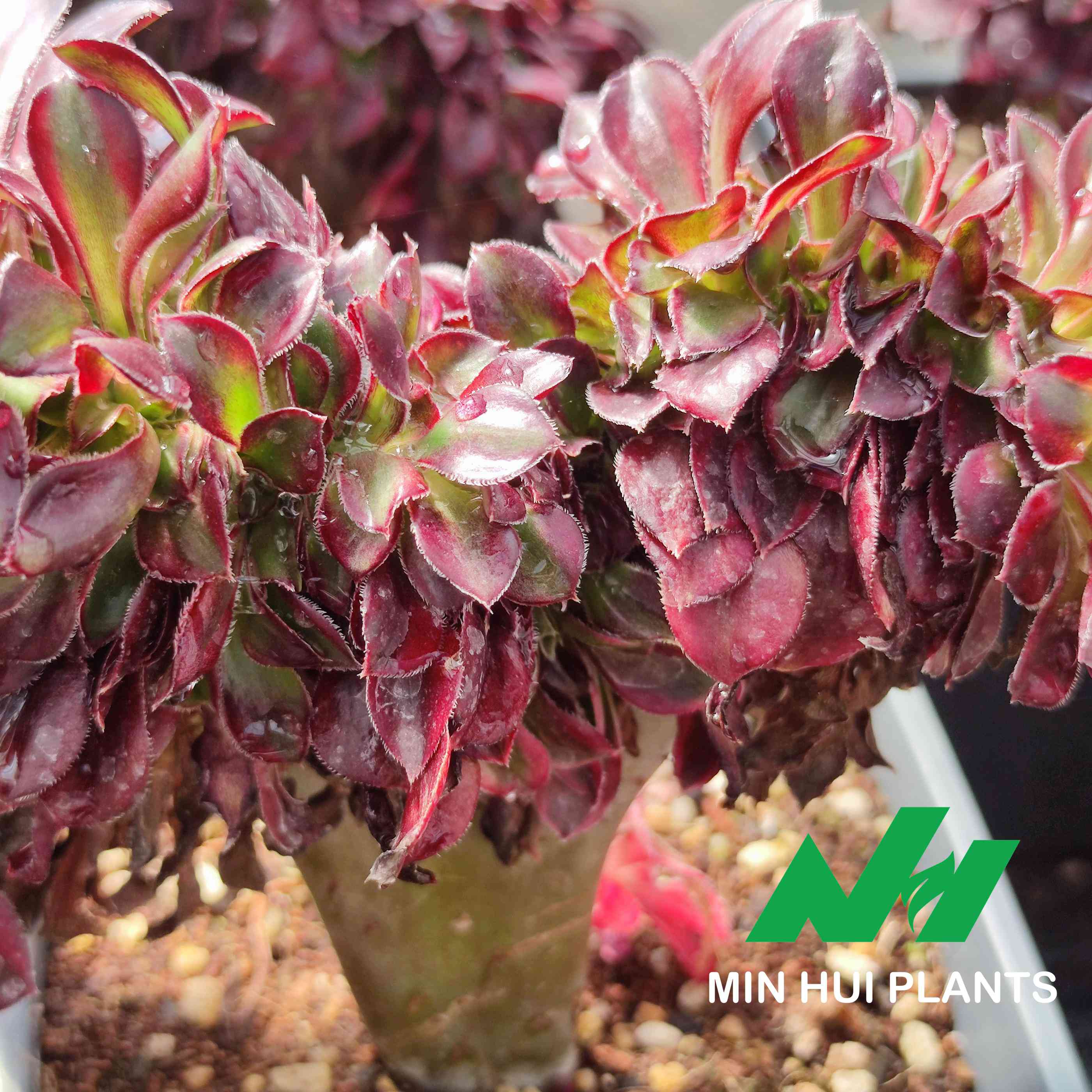 MinHui Plants–DragonTwist