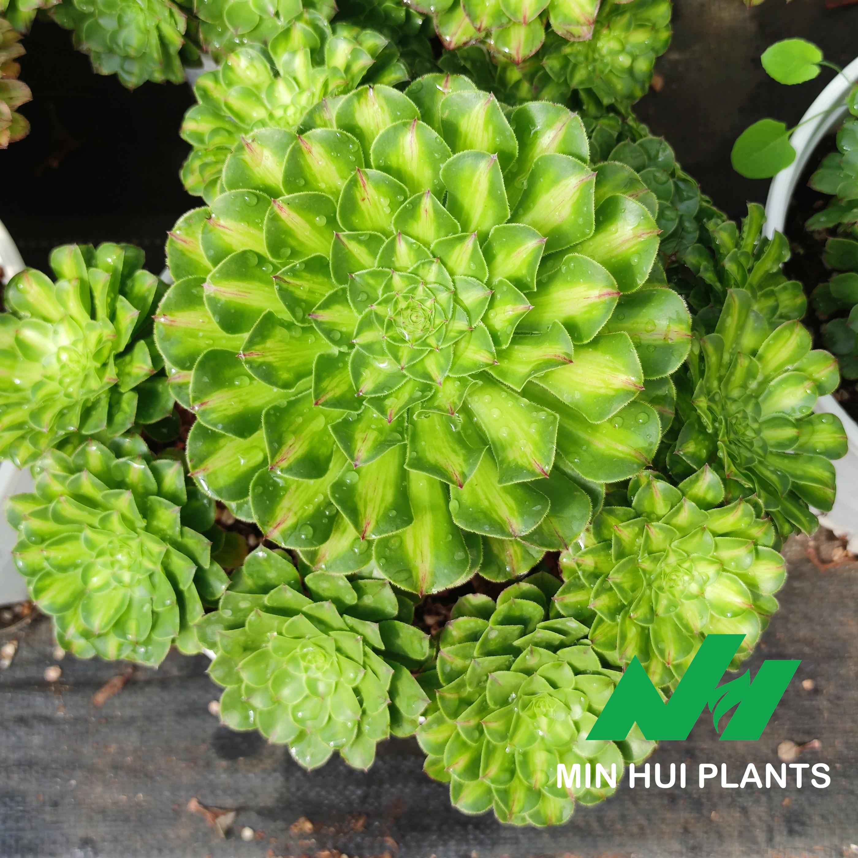 MinHui Plants–EmeraldSpiral thumbnail 2