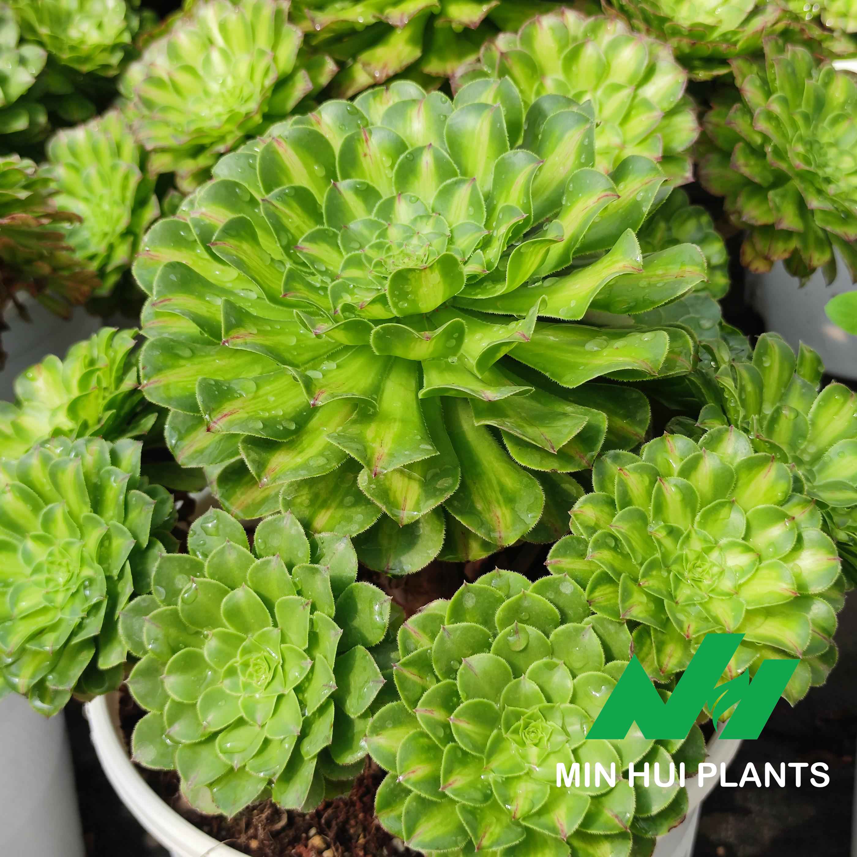 MinHui Plants–EmeraldSpiral thumbnail 3