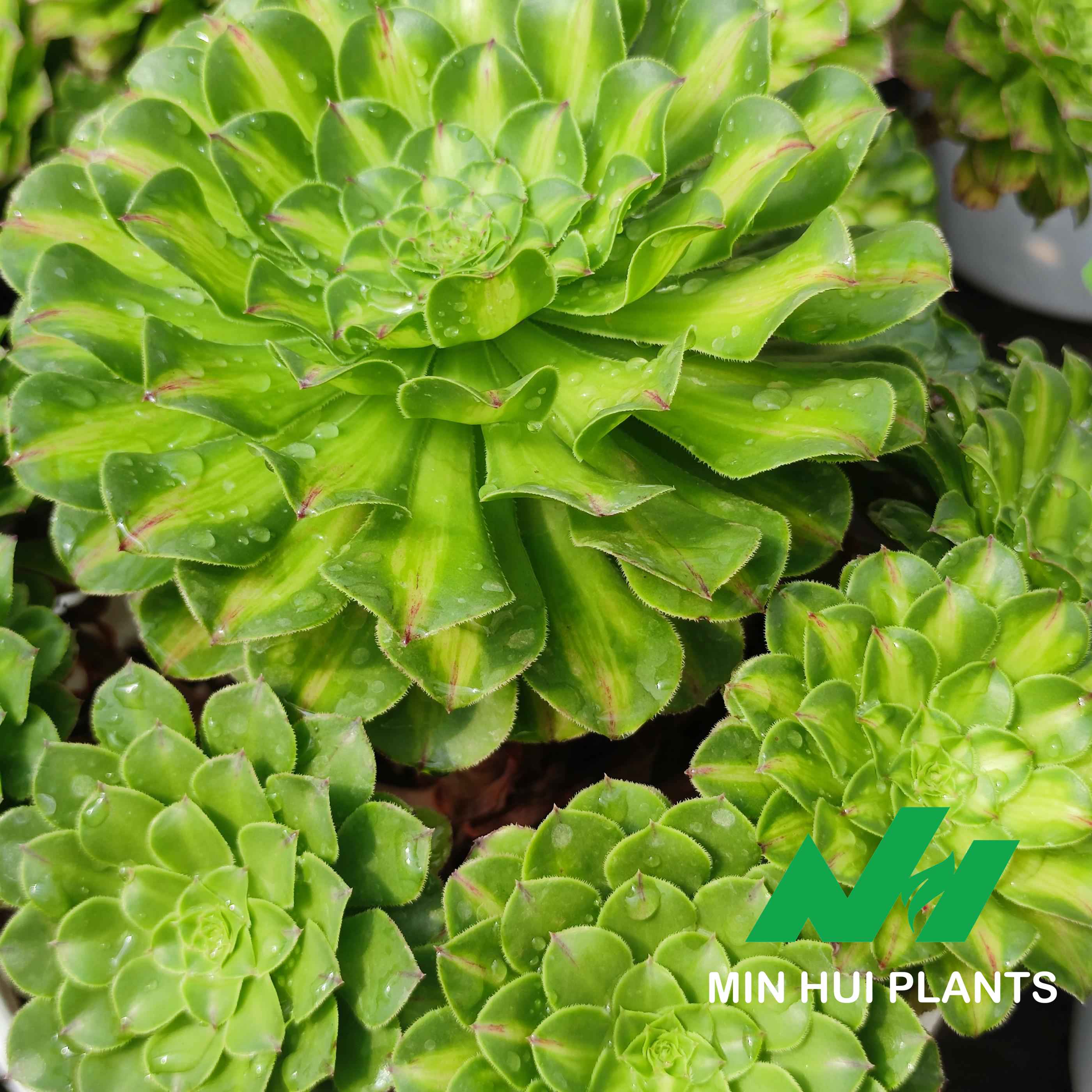 MinHui Plants–EmeraldSpiral