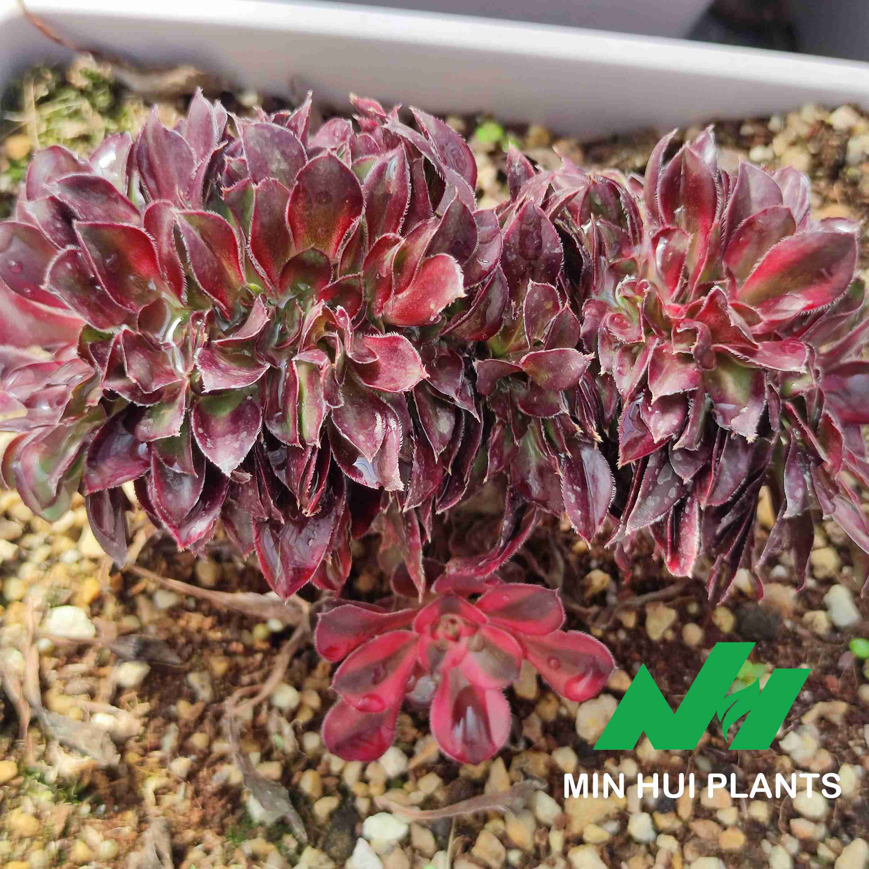 MinHui Plants–BloodCrown thumbnail 2