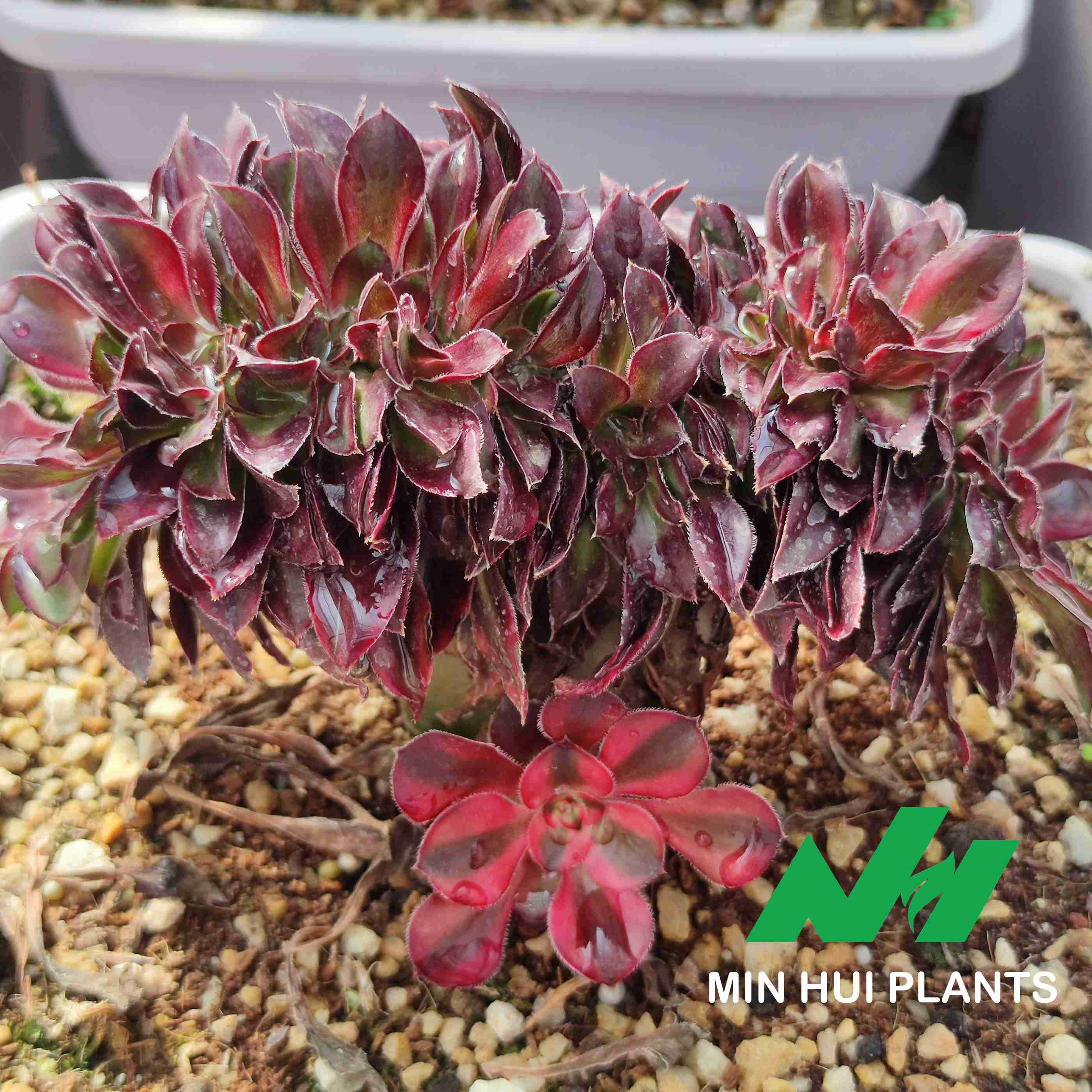 MinHui Plants–BloodCrown