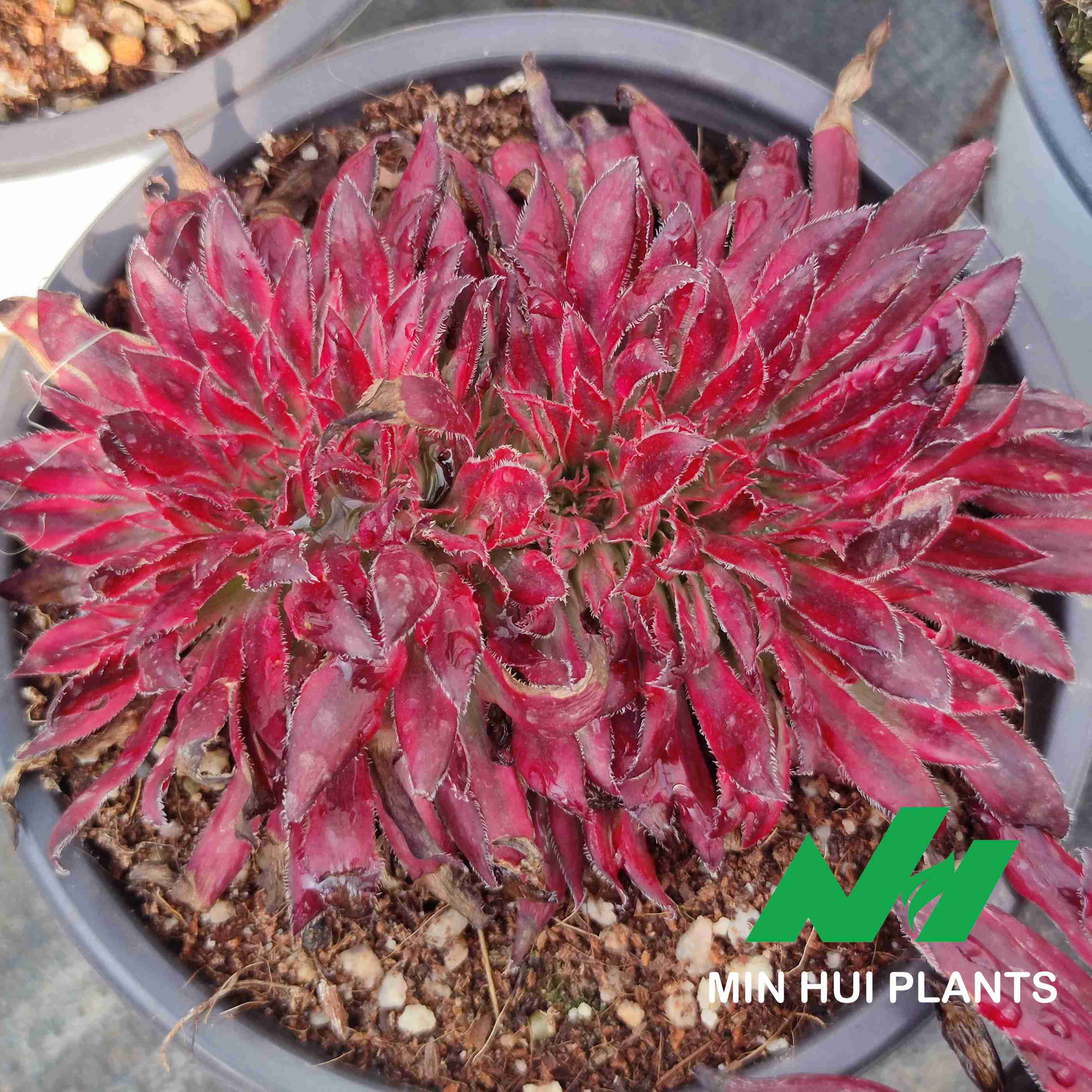 MinHui Plants–CrimsonFang