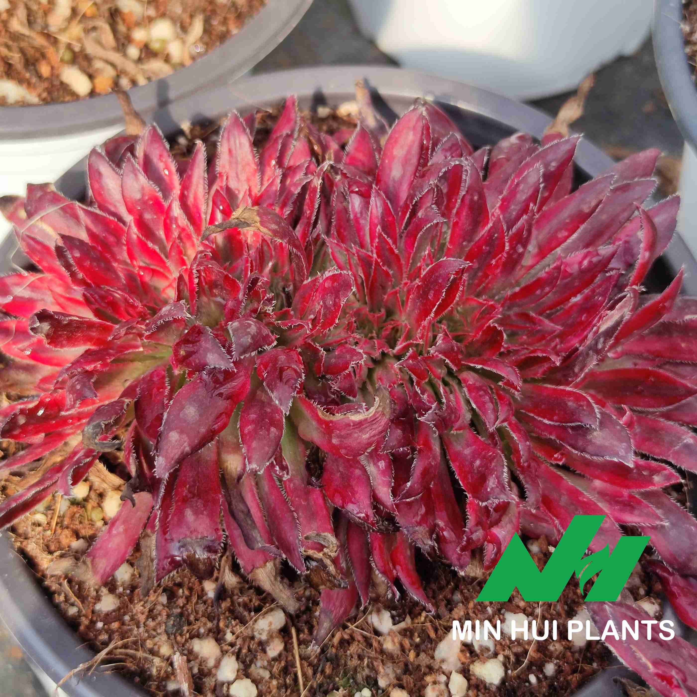 MinHui Plants–CrimsonFang thumbnail 3