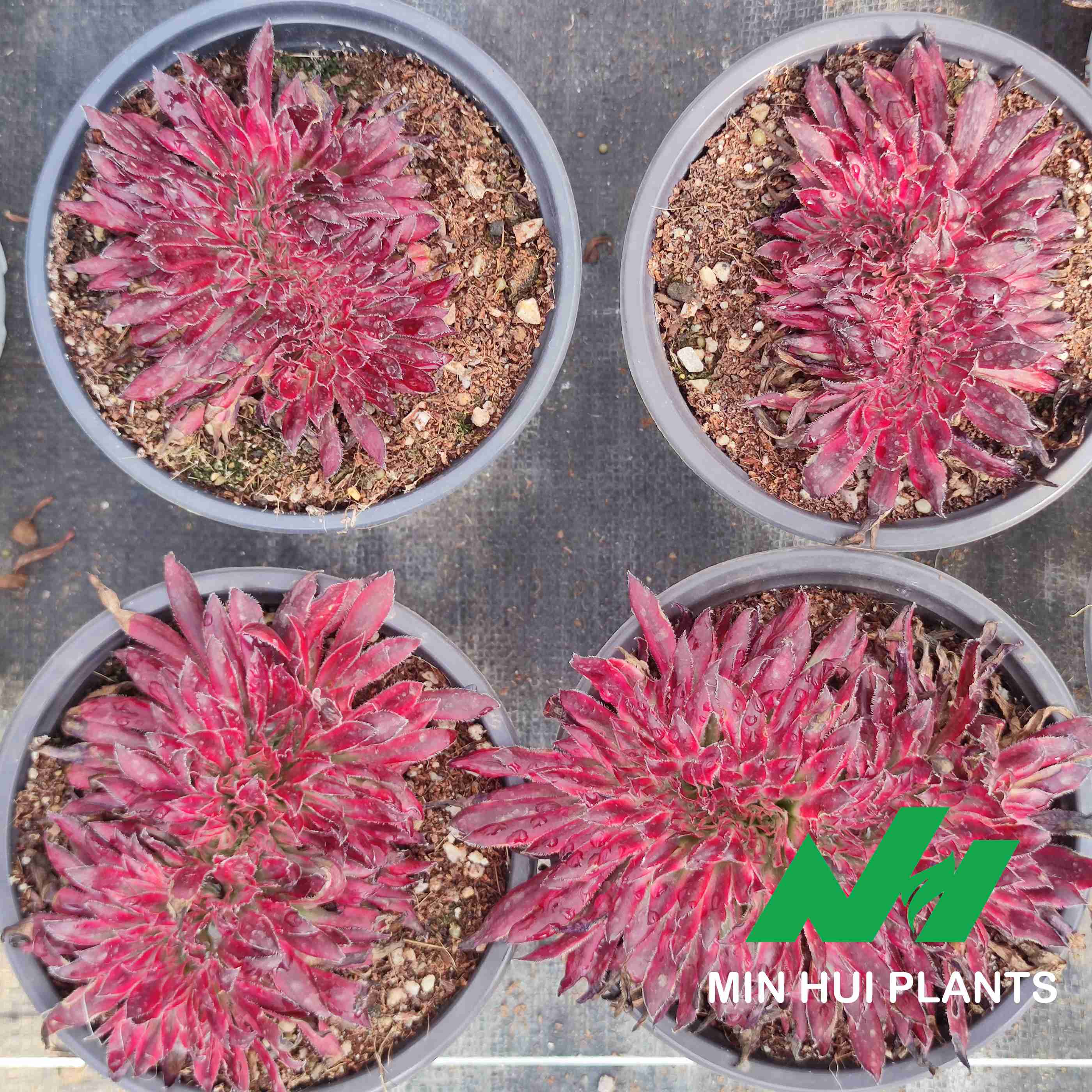 MinHui Plants–CrimsonFang thumbnail 2