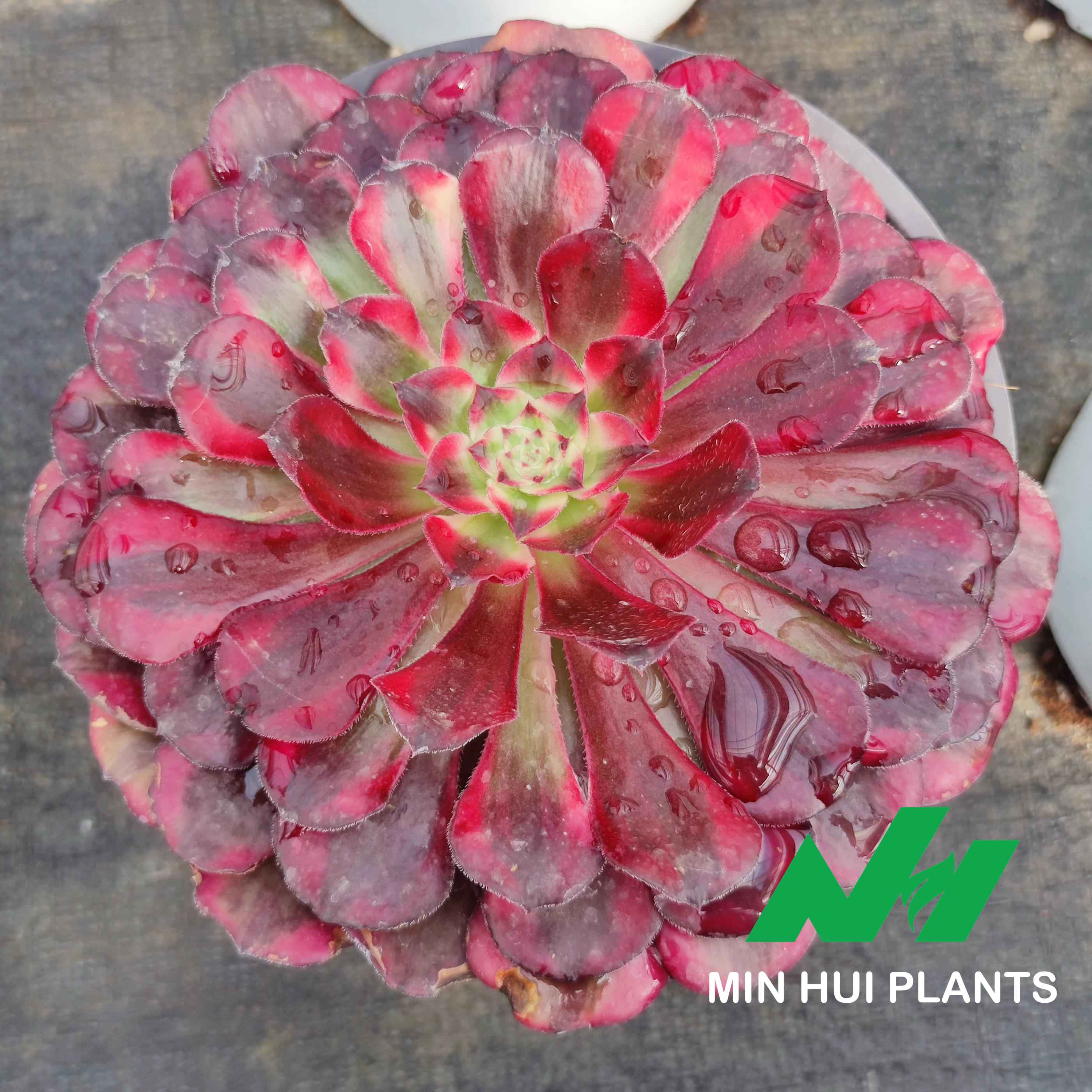 MinHui Plants–BloodMyst