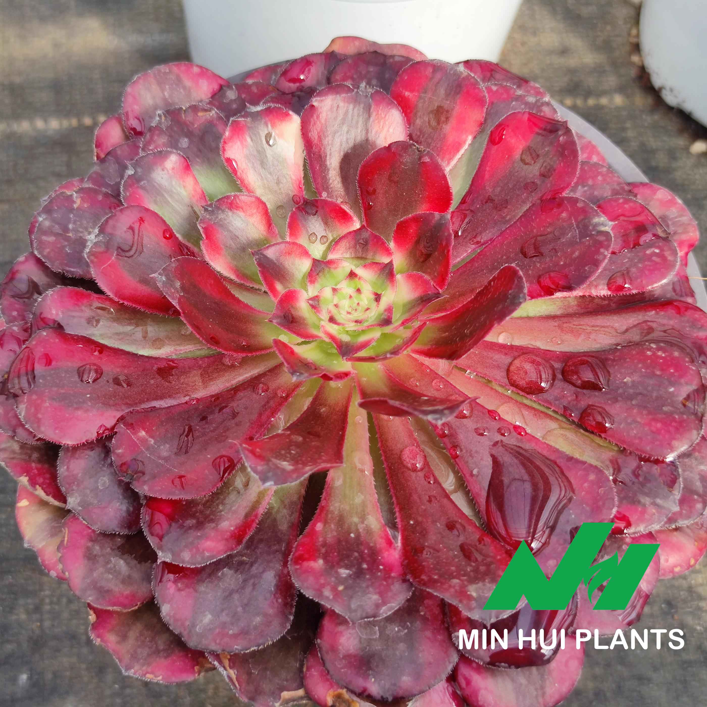 MinHui Plants–BloodMyst thumbnail 3
