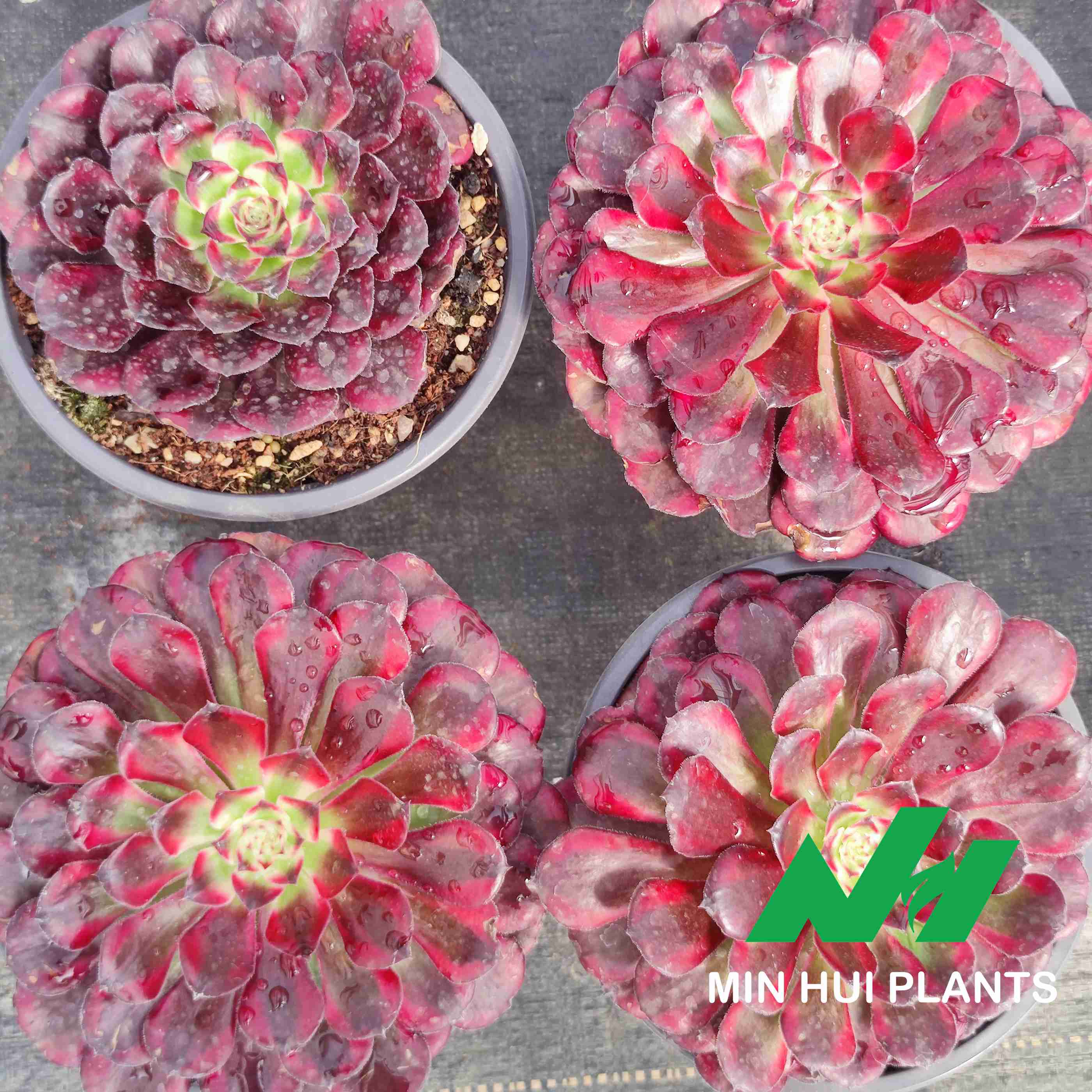 MinHui Plants–BloodMyst thumbnail 2
