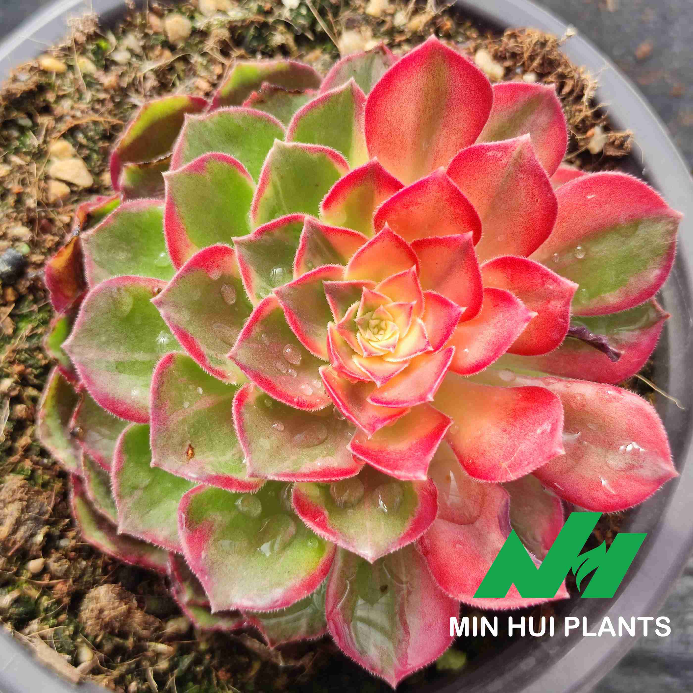 MinHui Plants–SunsetGlow