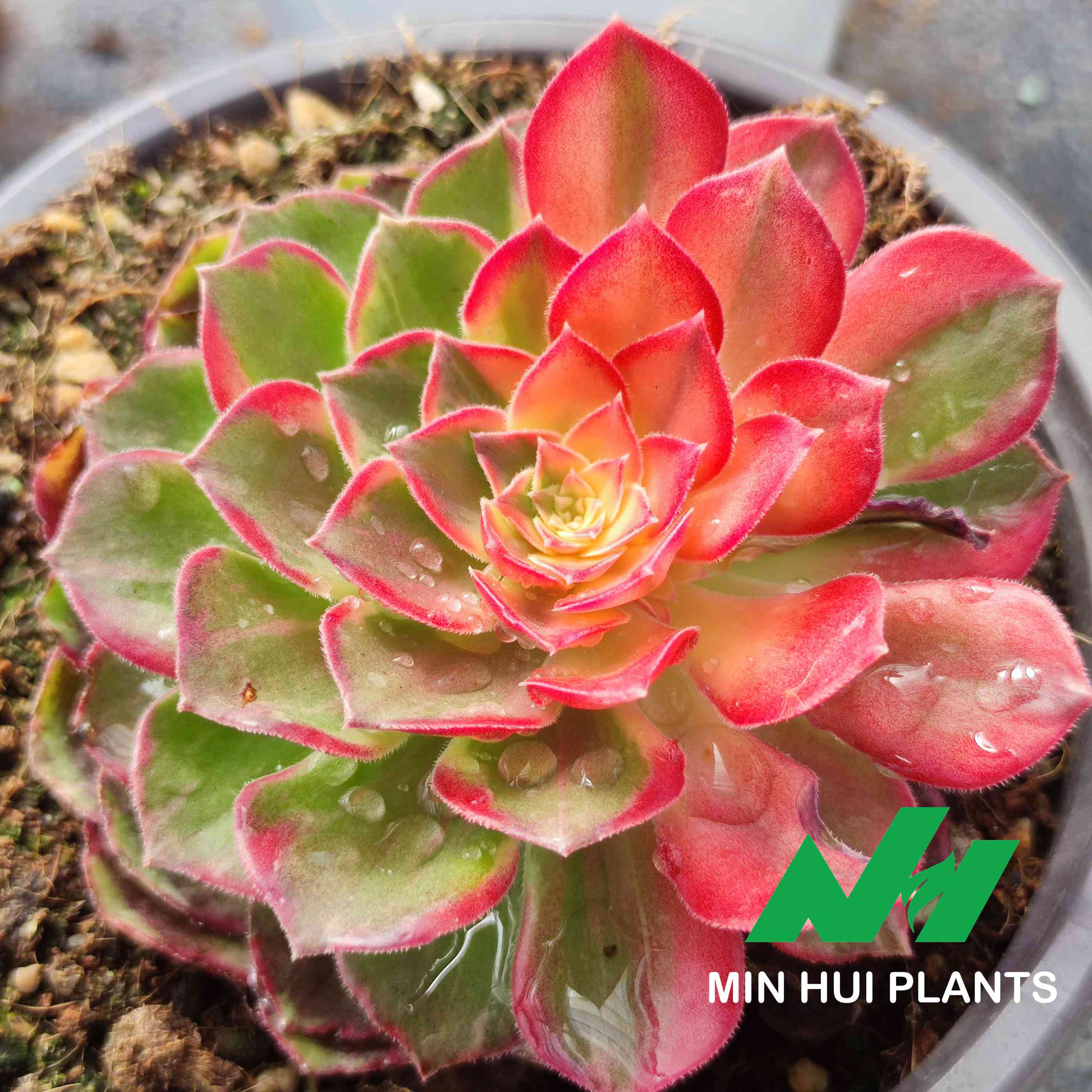 MinHui Plants–SunsetGlow thumbnail 3