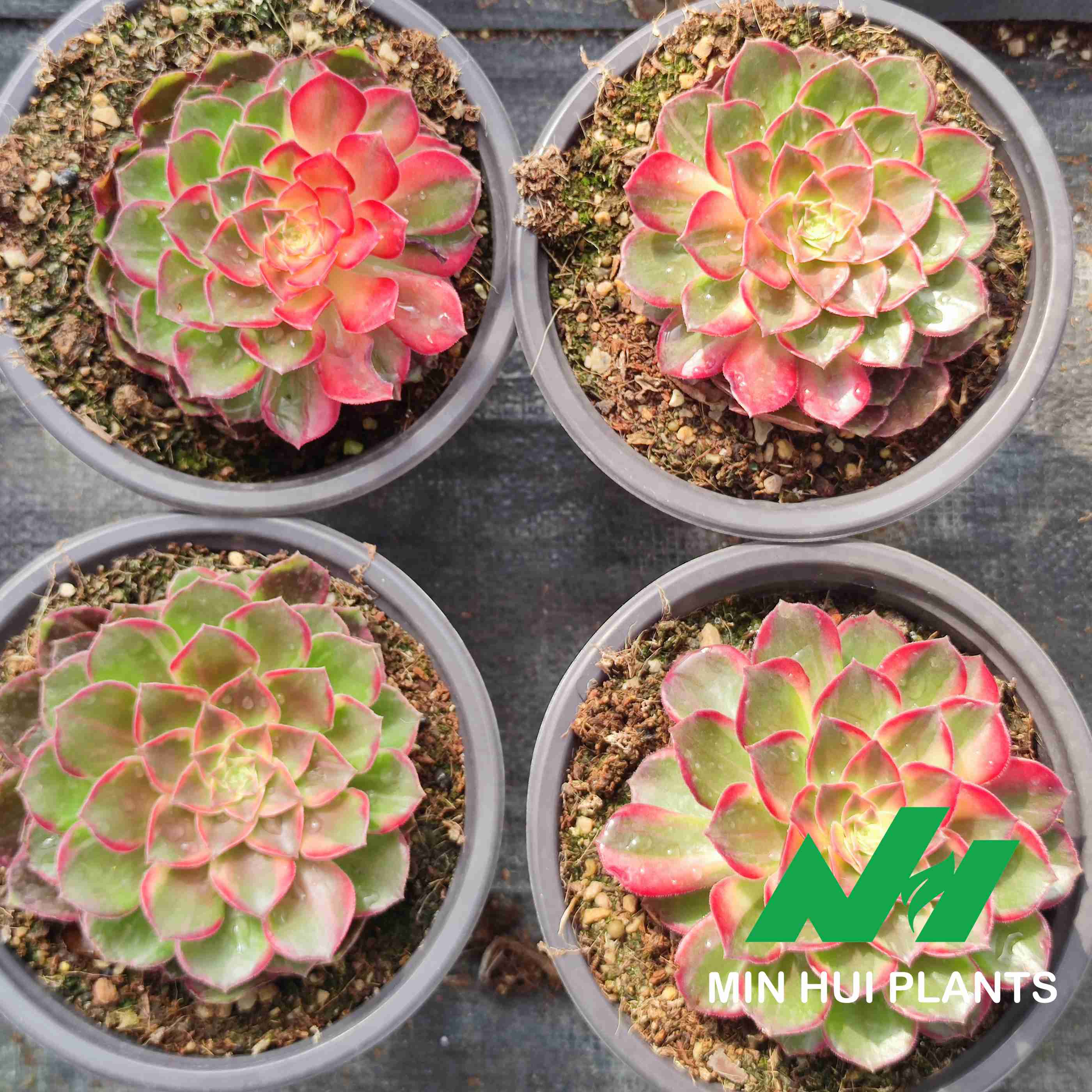 MinHui Plants–SunsetGlow thumbnail 2
