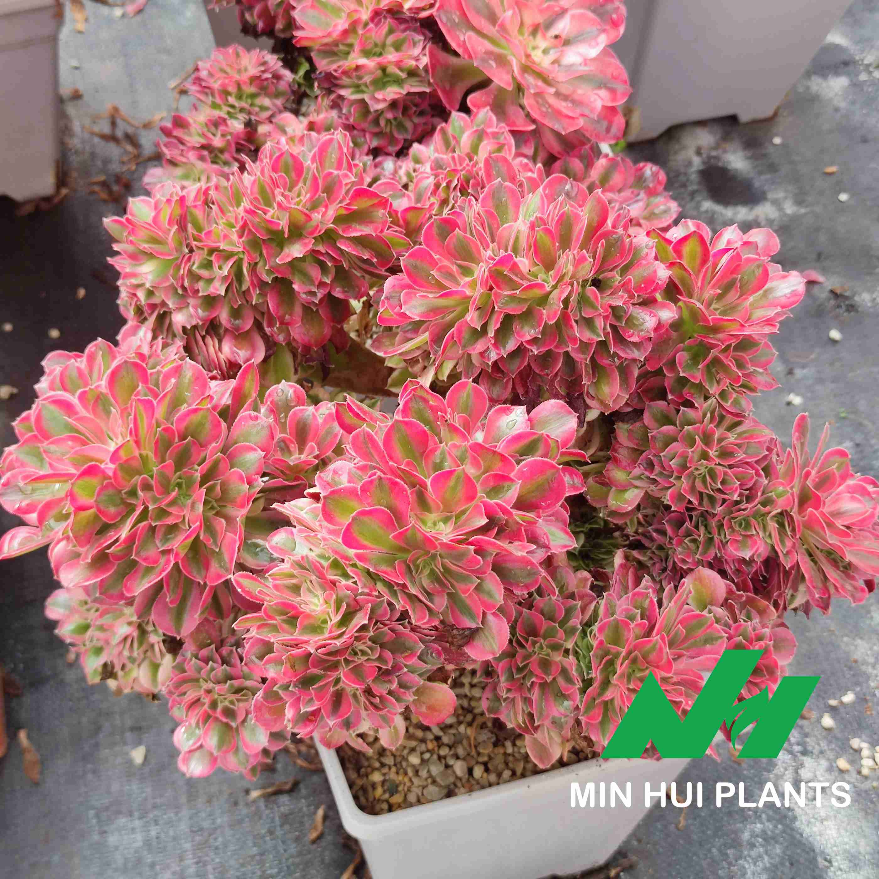 MinHui Plants–RubyCluster thumbnail 1