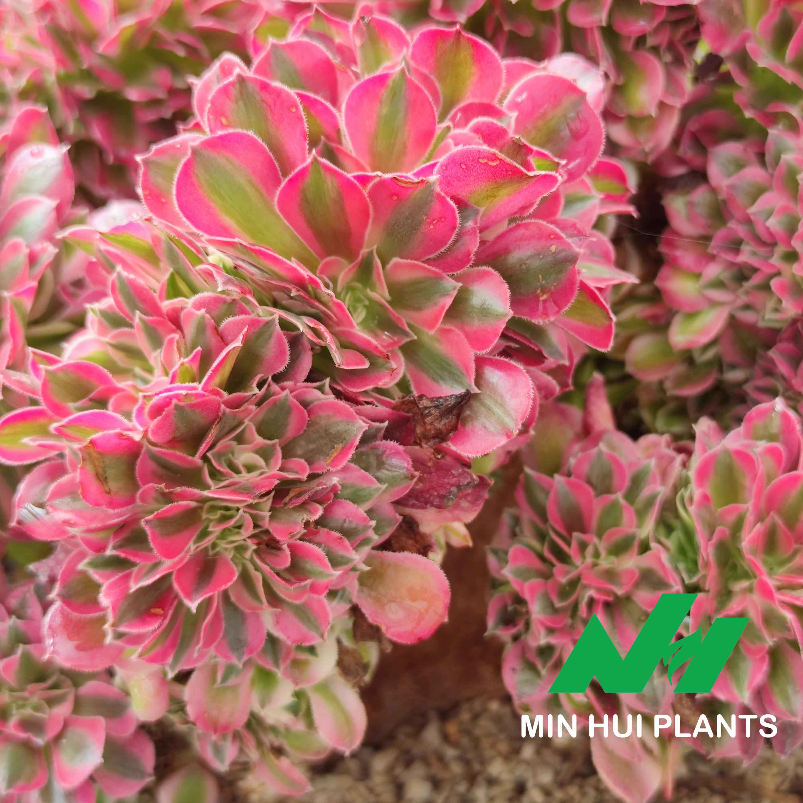 MinHui Plants–RubyCluster thumbnail 3