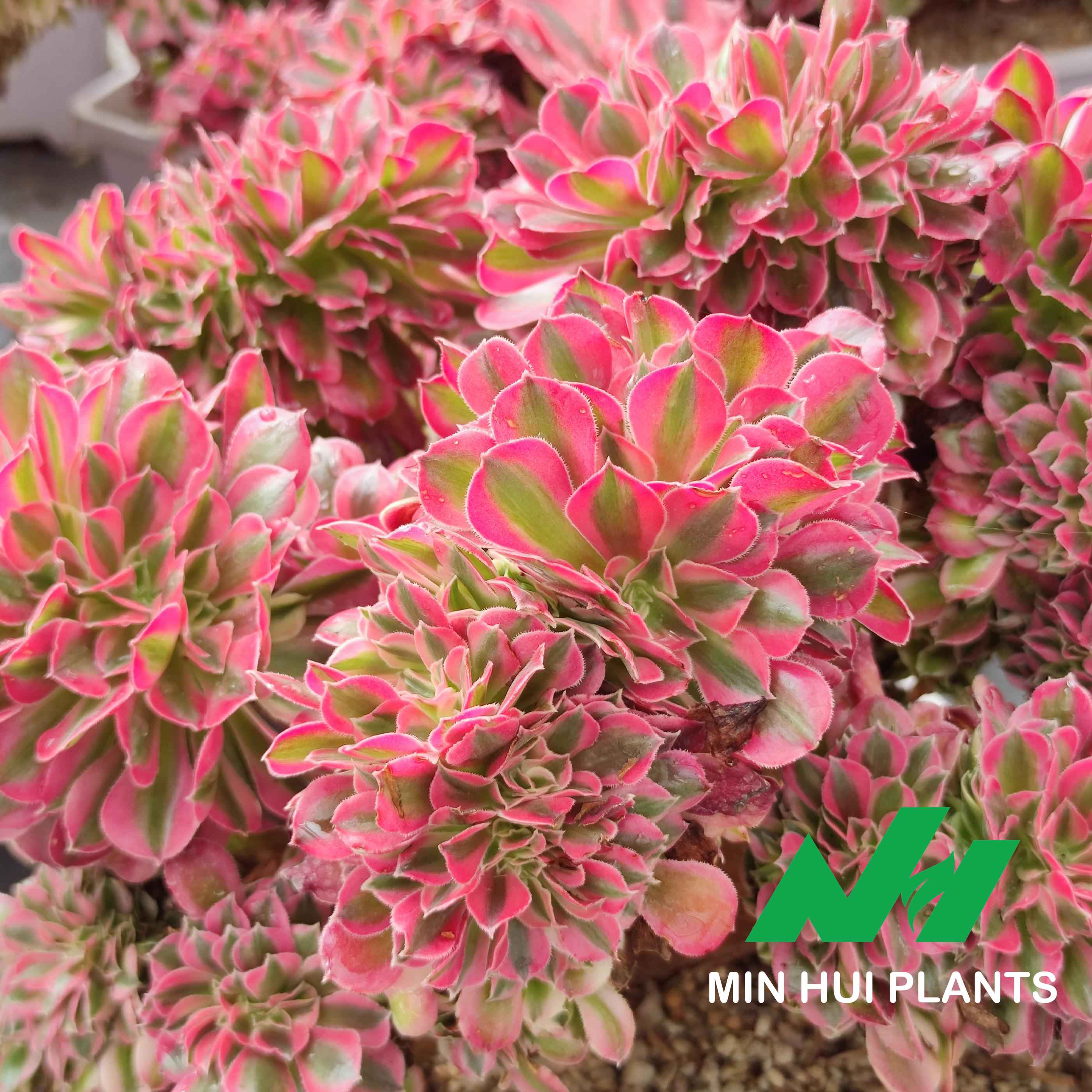 MinHui Plants–RubyCluster thumbnail 2