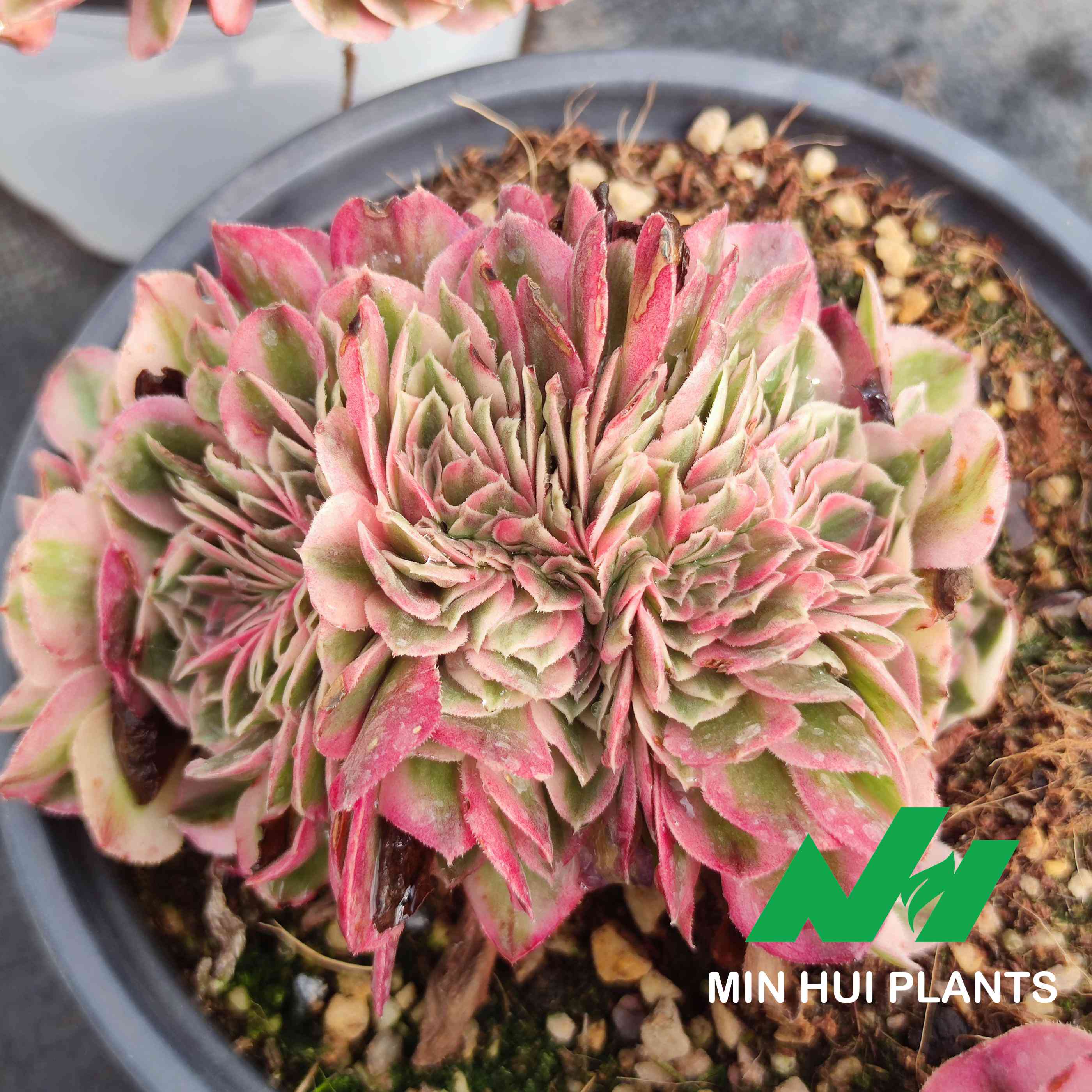 MinHui Plants–BlushNest