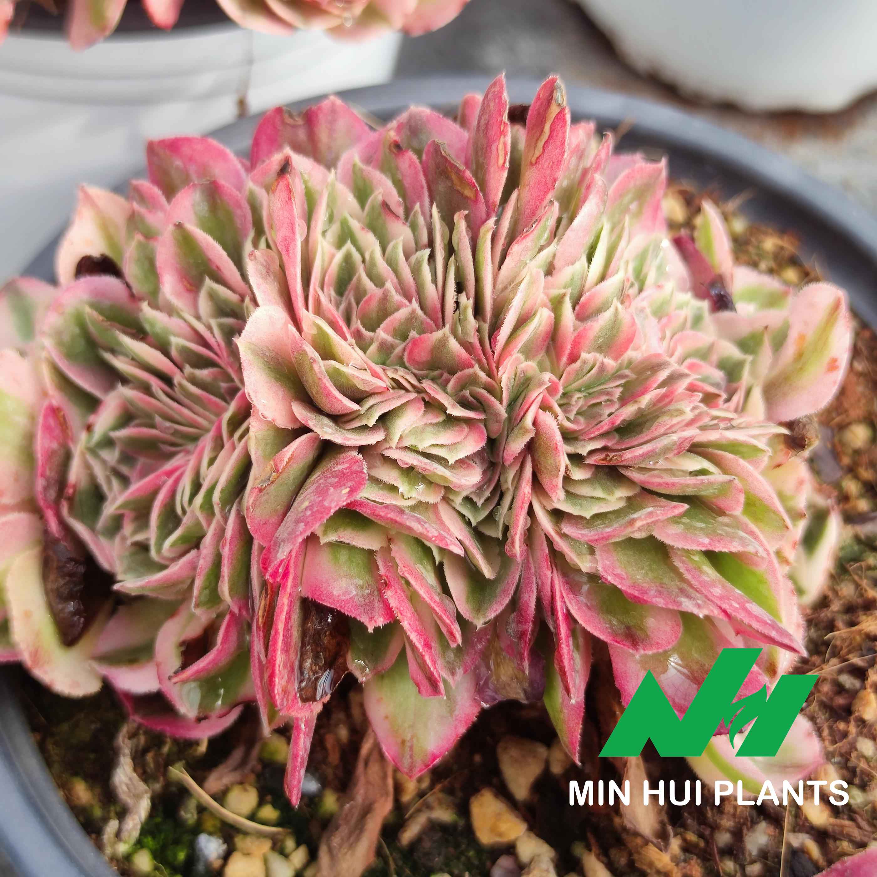 MinHui Plants–BlushNest thumbnail 3