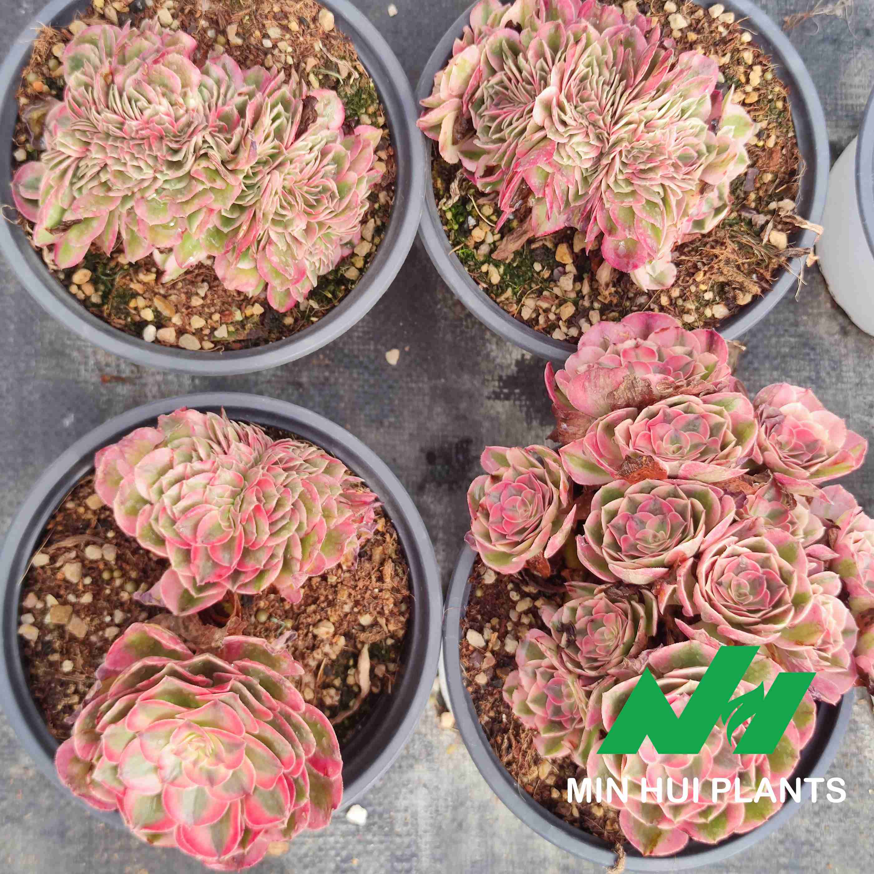 MinHui Plants–BlushNest thumbnail 2